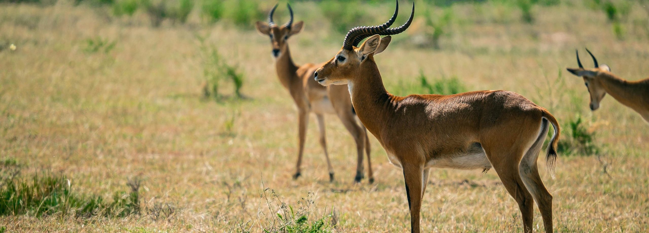 6-Day Uganda Wildlife Safari with Gorilla Trekking