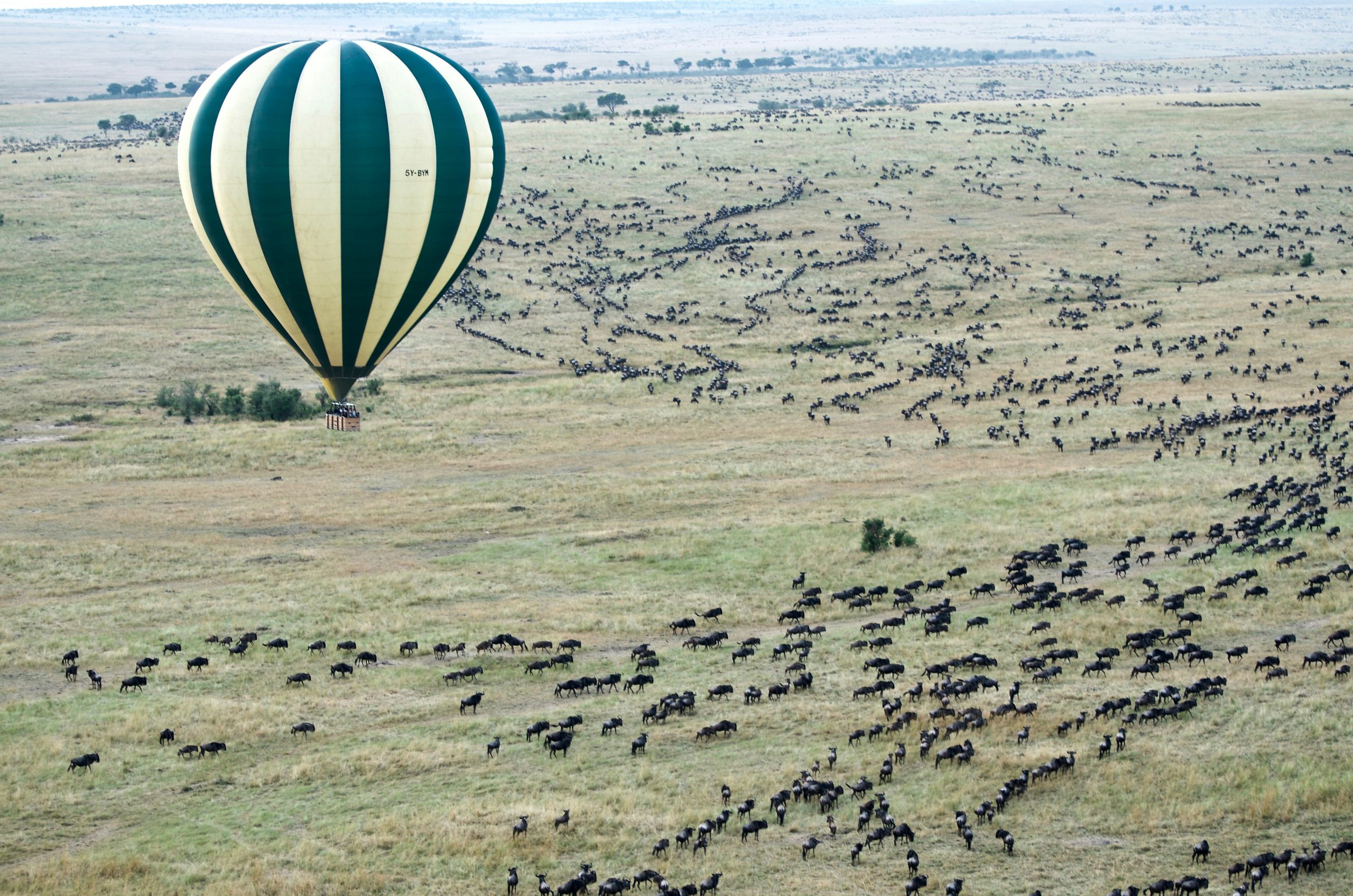 Masai Mara Migration