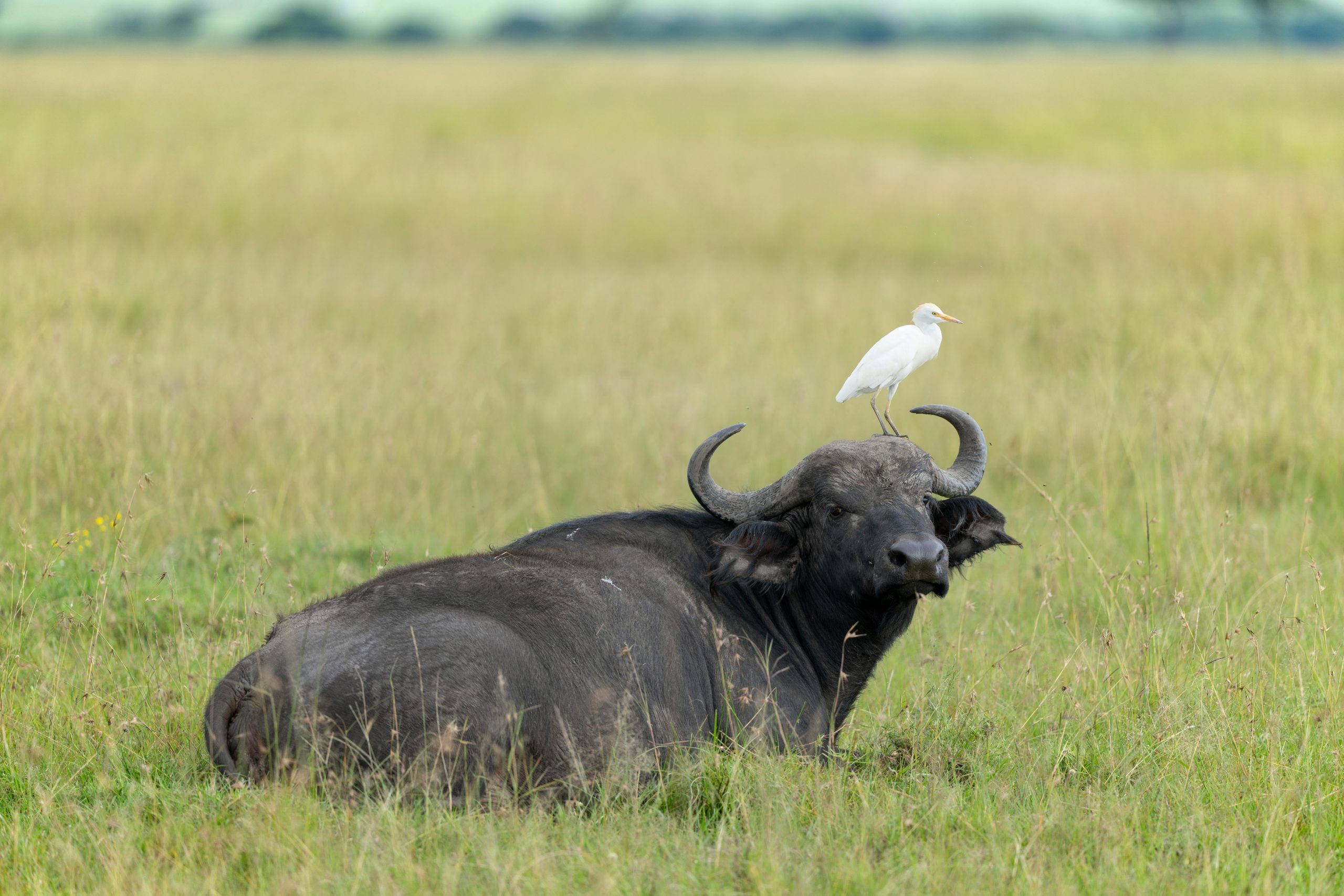 Wildlife Preservation
