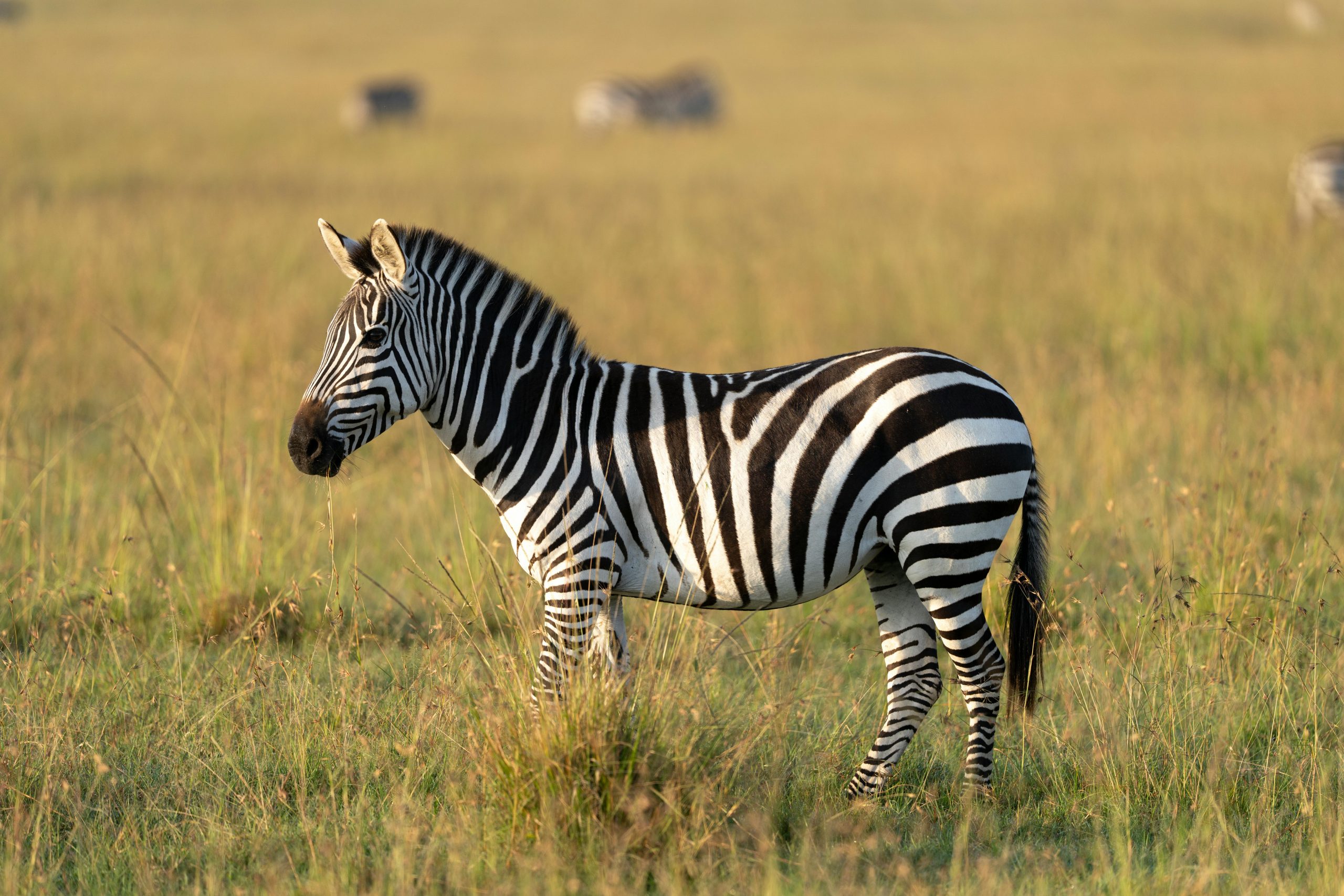 Wildlife Sanctuaries