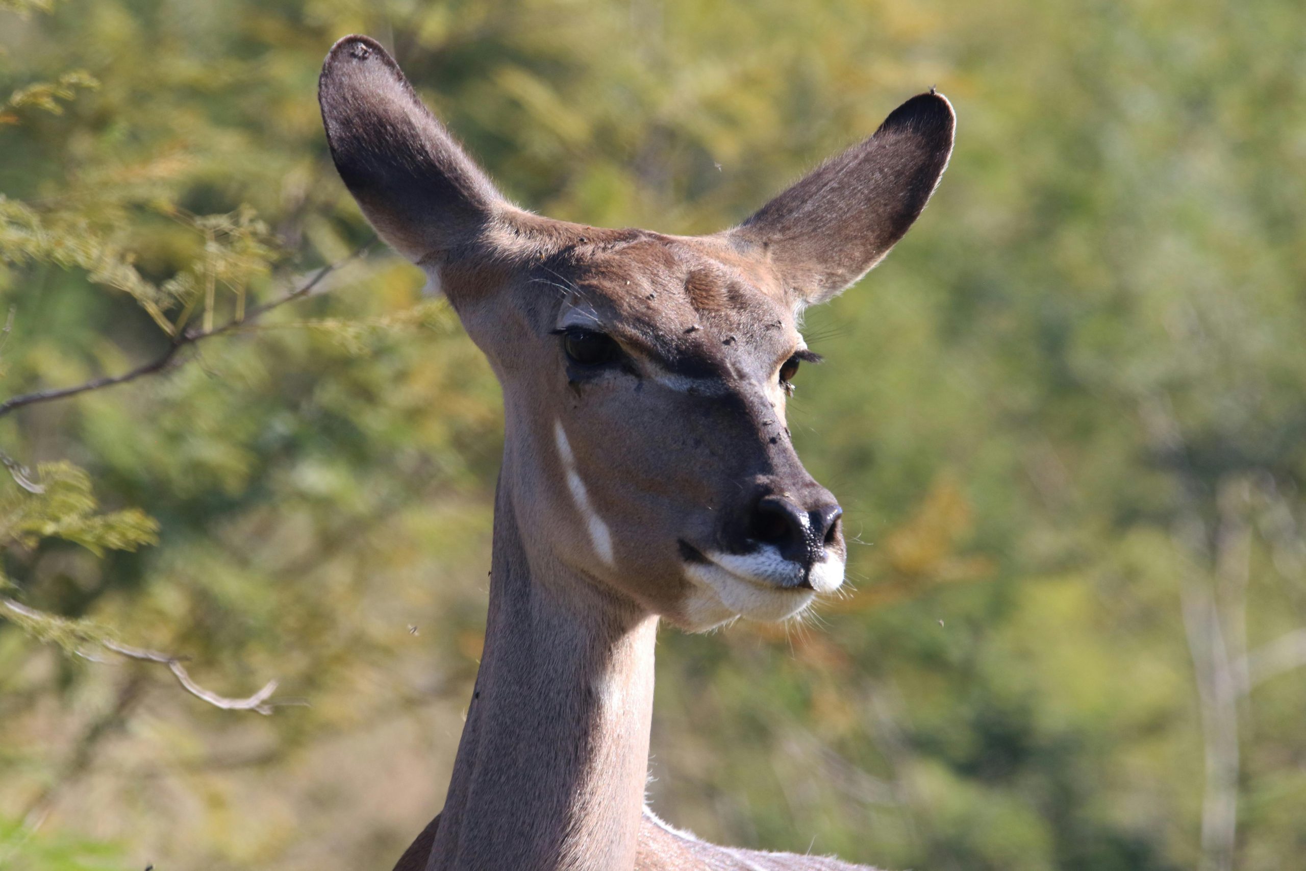 Wildlife Conservation