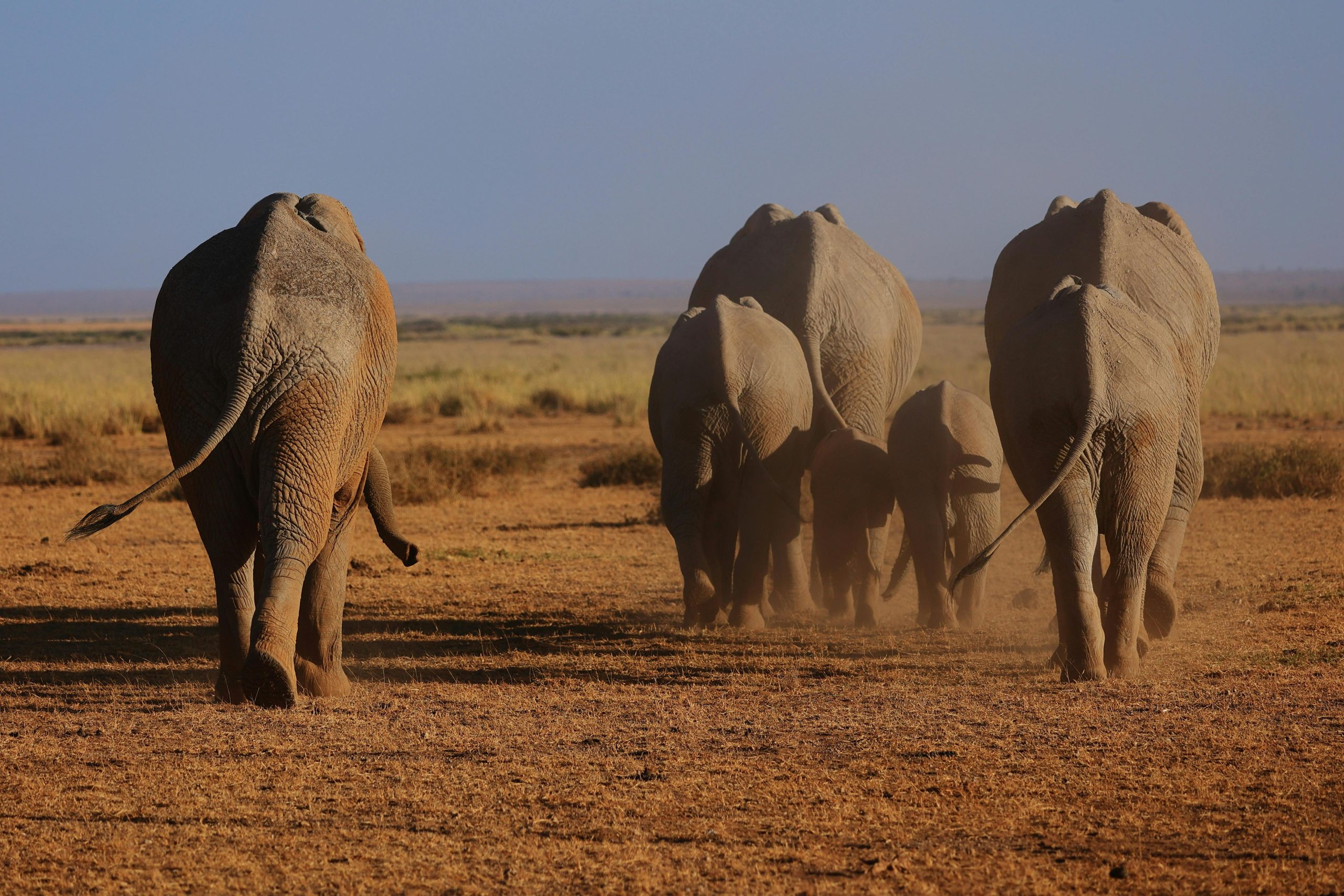 Kenya Wildlife