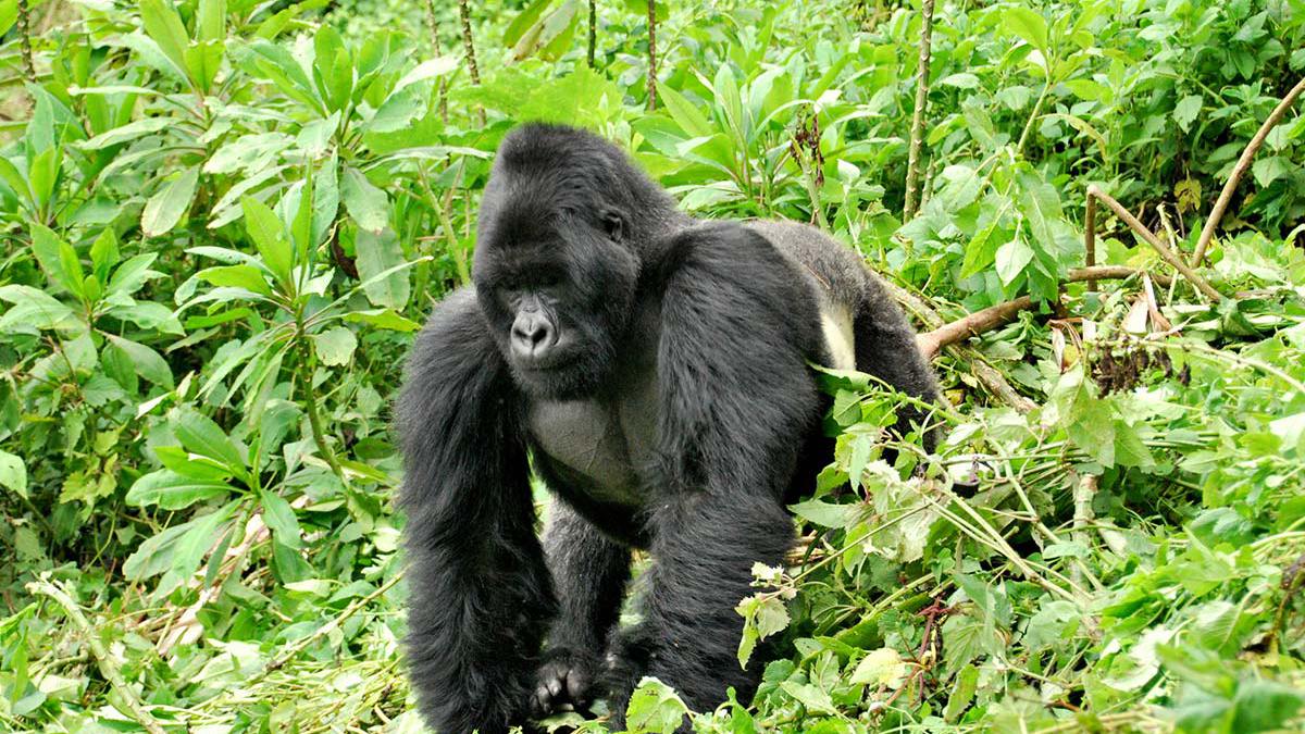 Uganda Gorilla Trekking Chimpanze and Wildlife