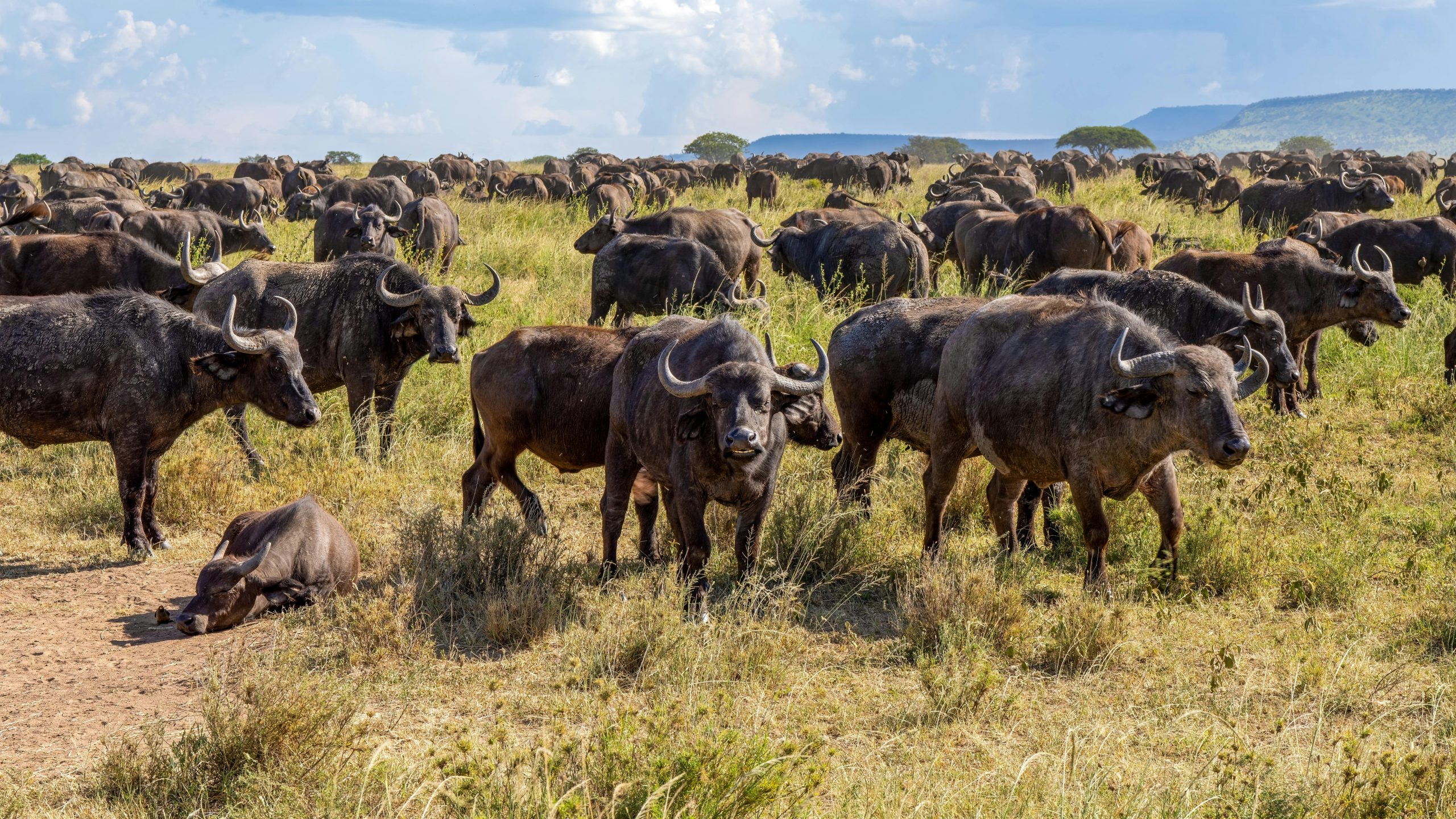 Masai Mara Animals