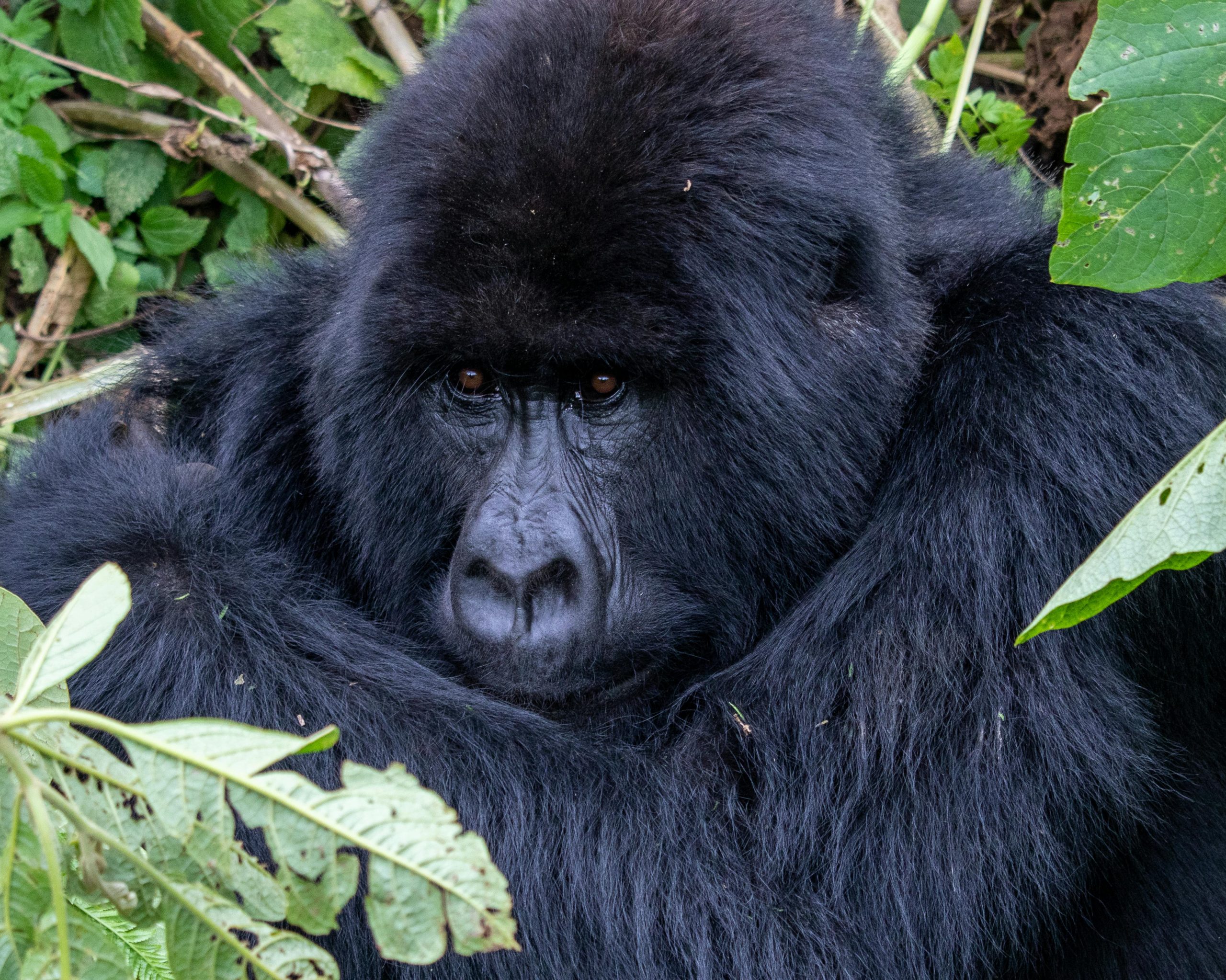 Where to Trek Rwanda Gorillas