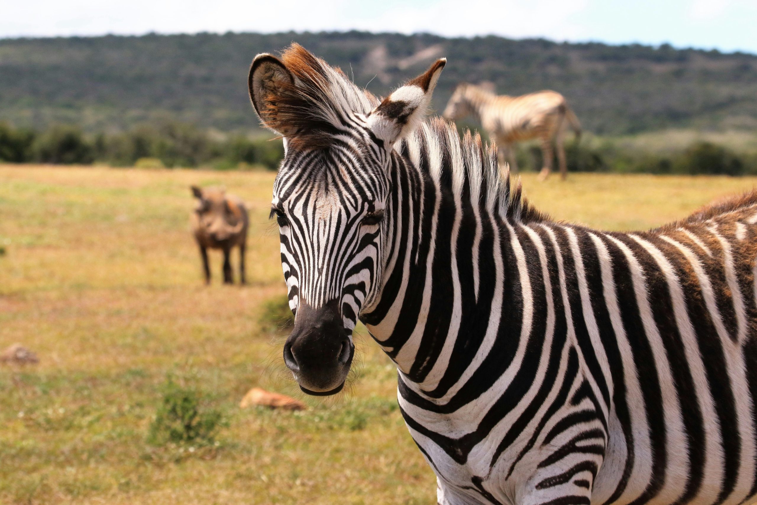 Safari Destinations