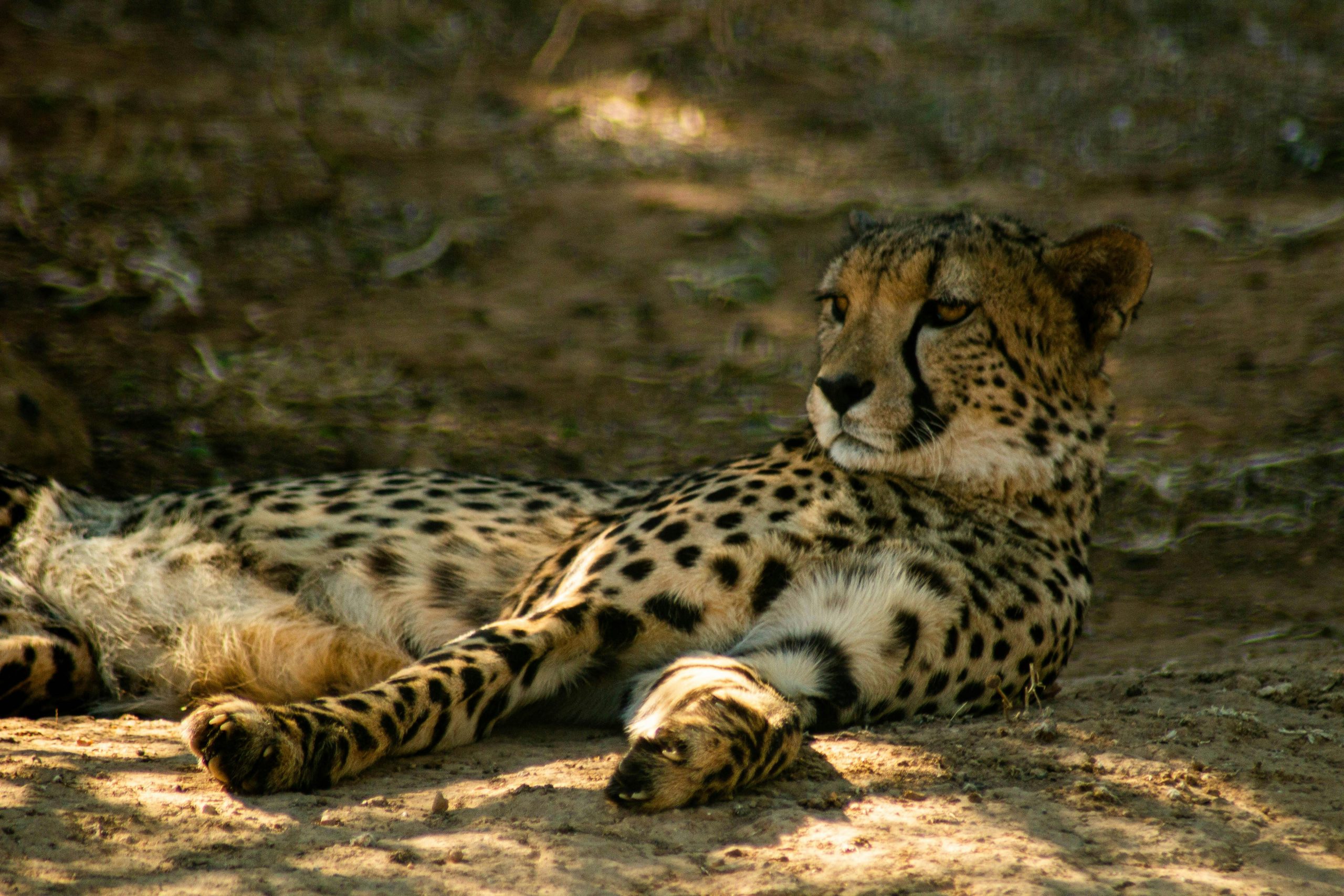 Masai Mara Best Time