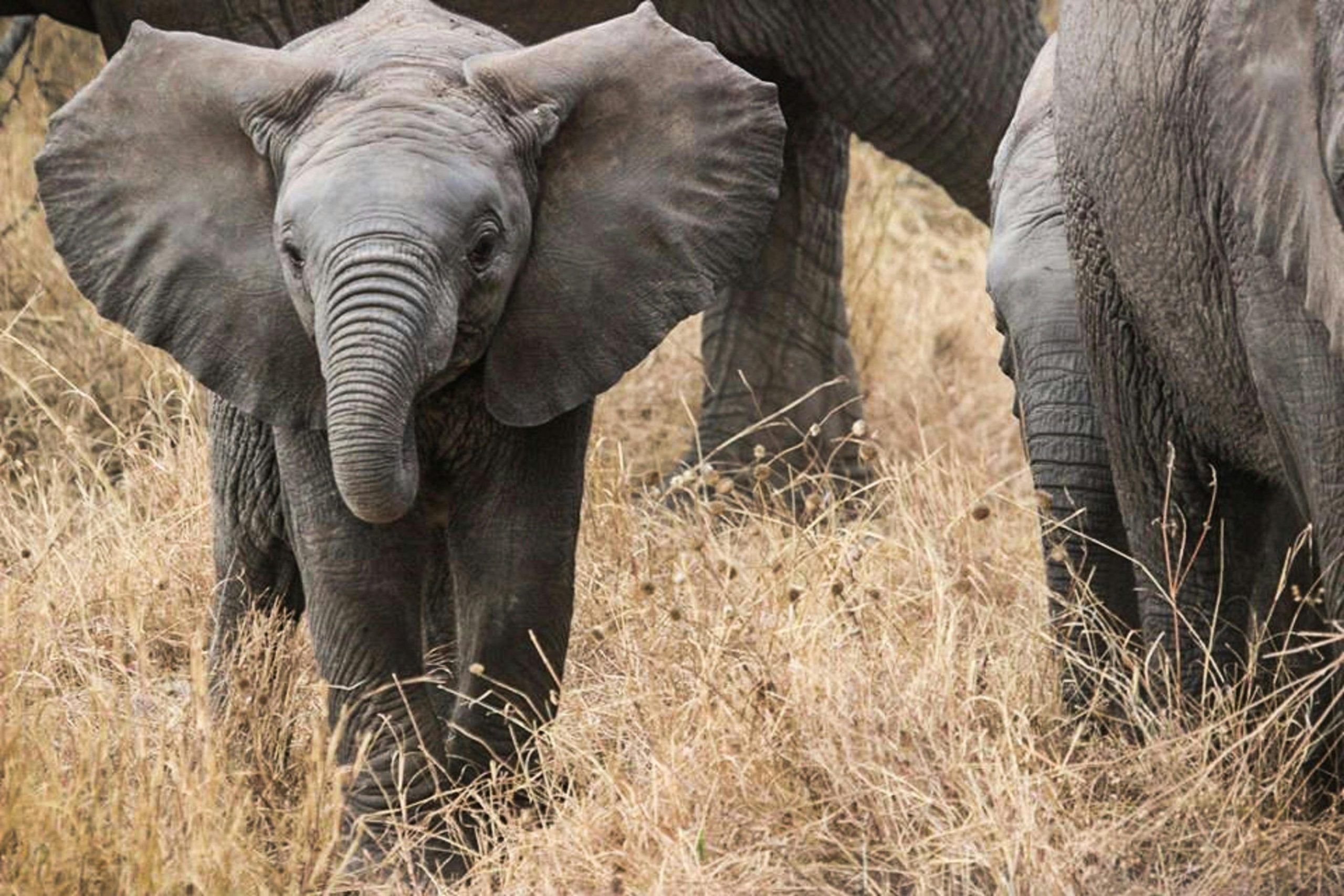 Safari Deals in Kenya