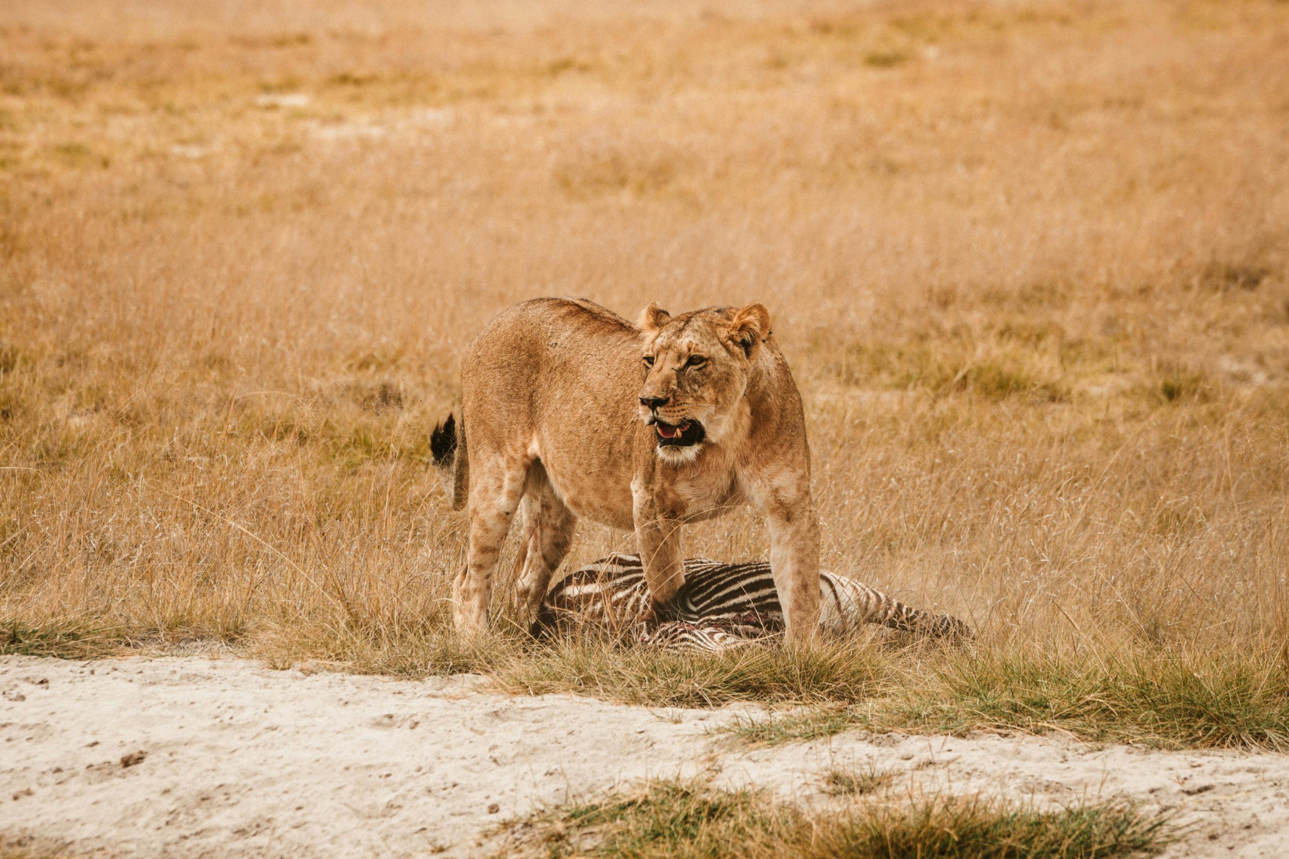 Masai Mara Booking