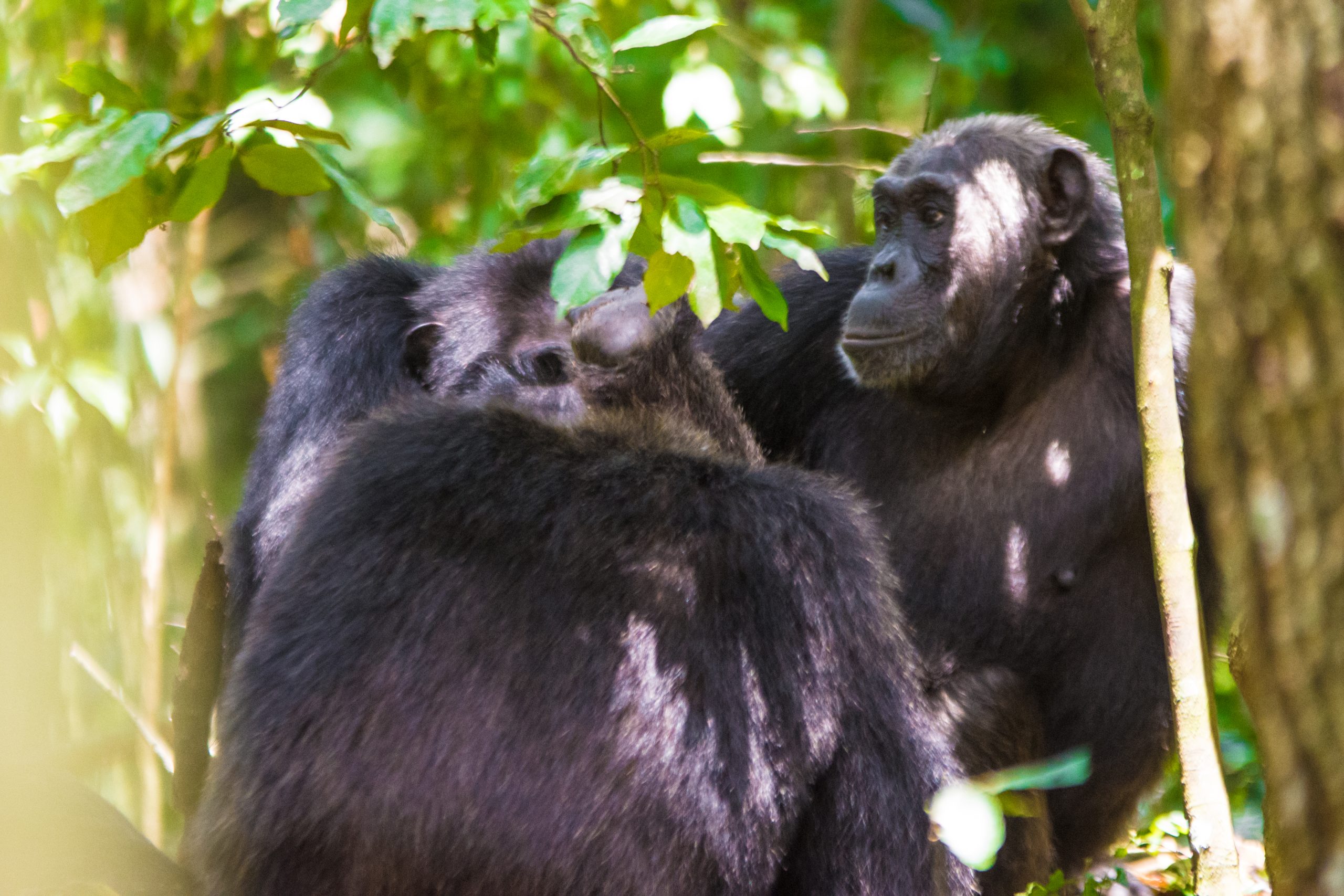 Chimpanzee Trekking in Nyungwe