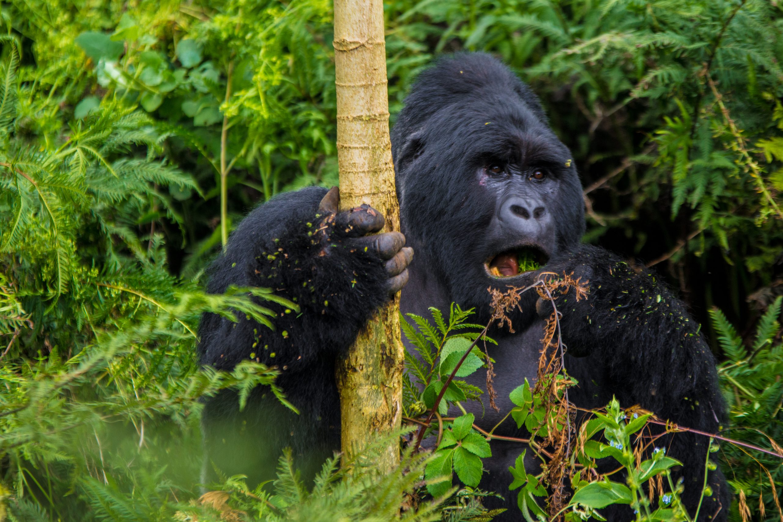 Gorilla Trekking FAQs