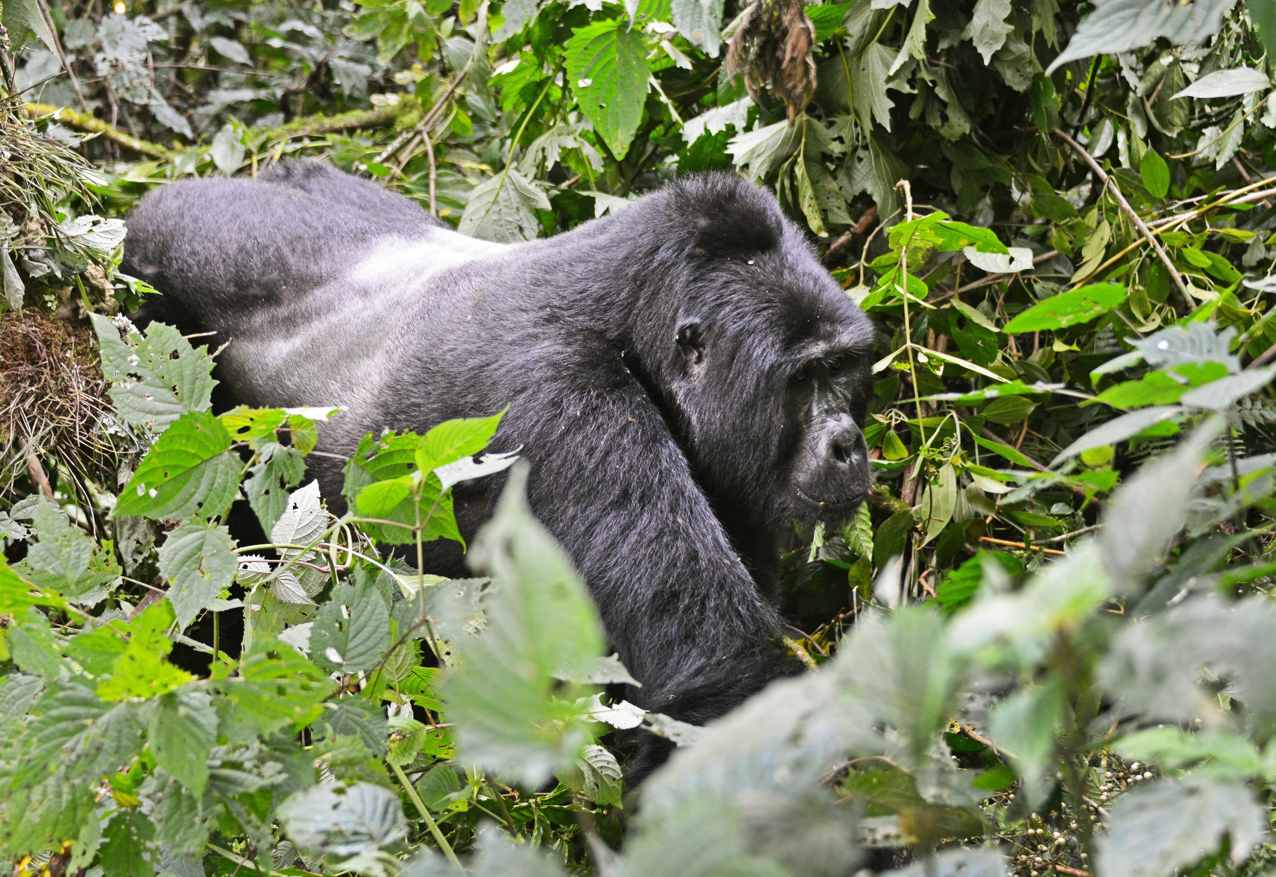 About Gorilla Trekking in Bwindi Impenetrable Forest