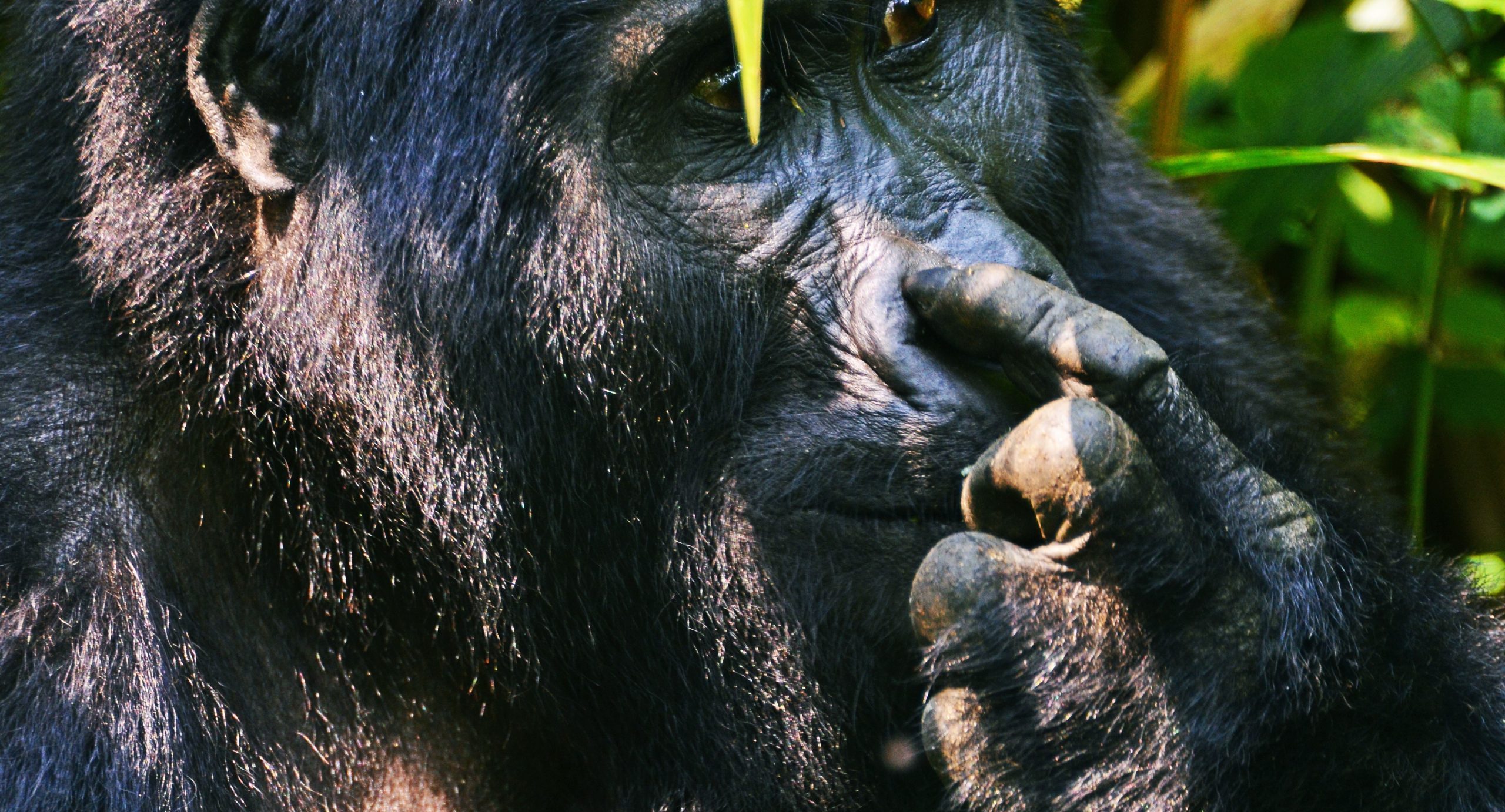 Virunga Mountains Gorilla Trekking