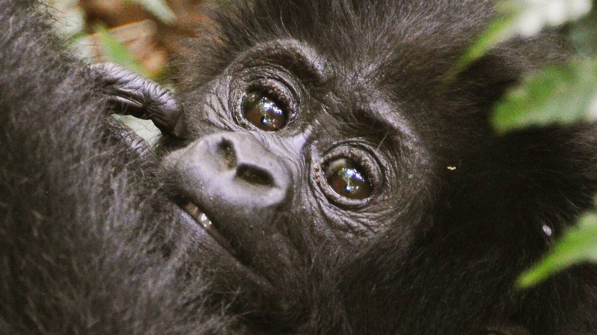 Uganda Gorilla Permits