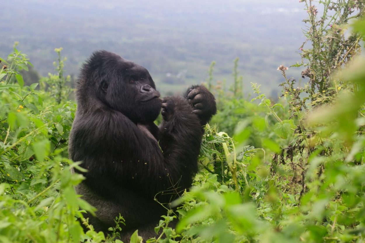 Congo Gorilla Tours