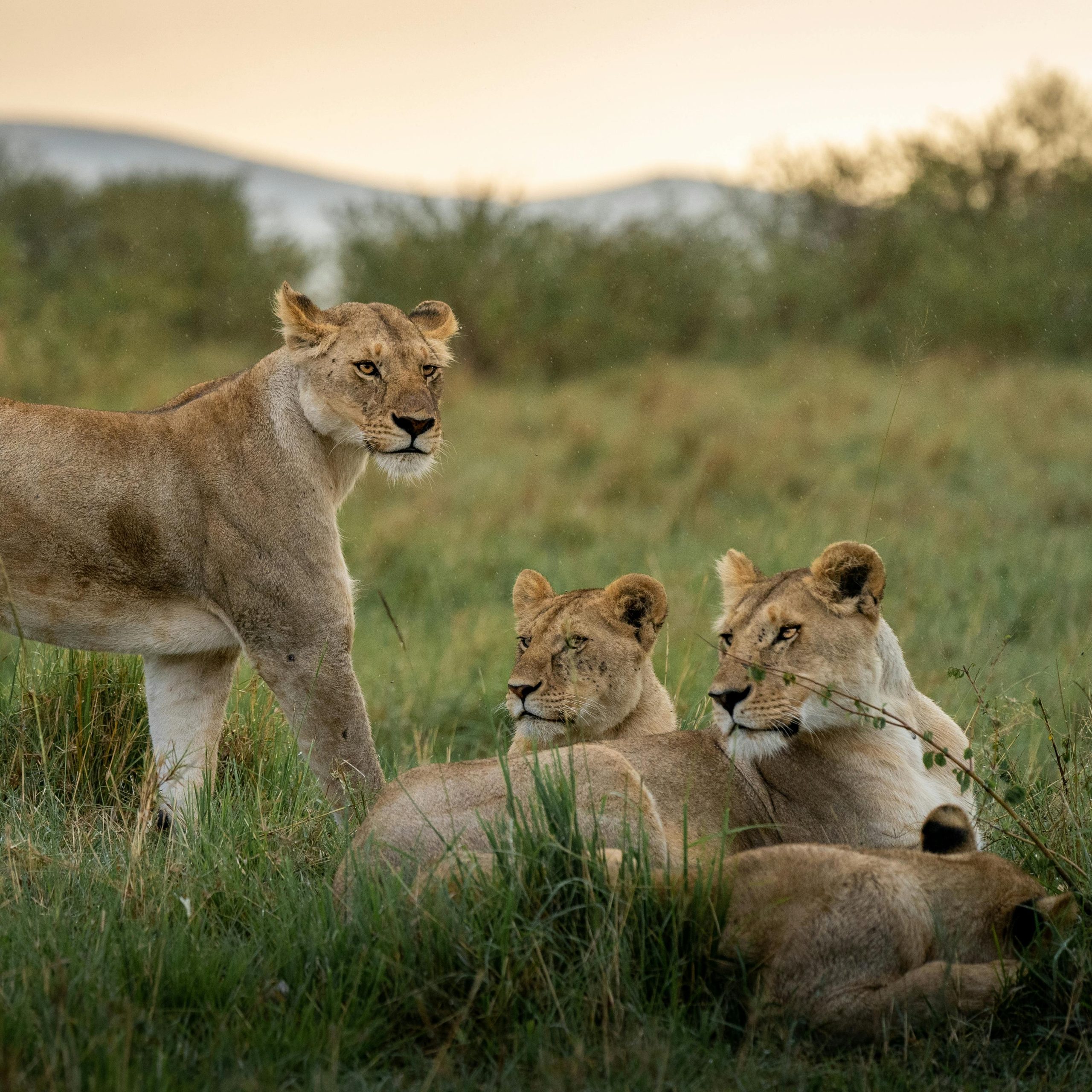 East Africa Safaris
