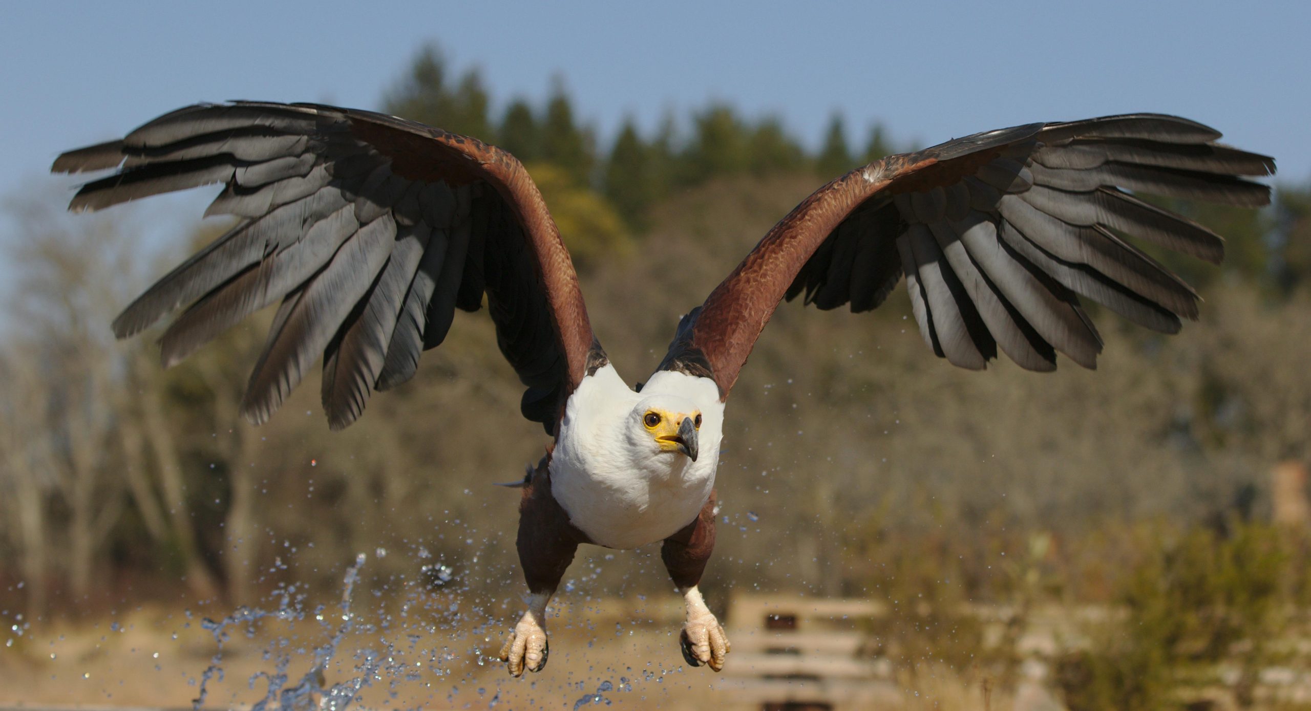 Bird Watching Safaris