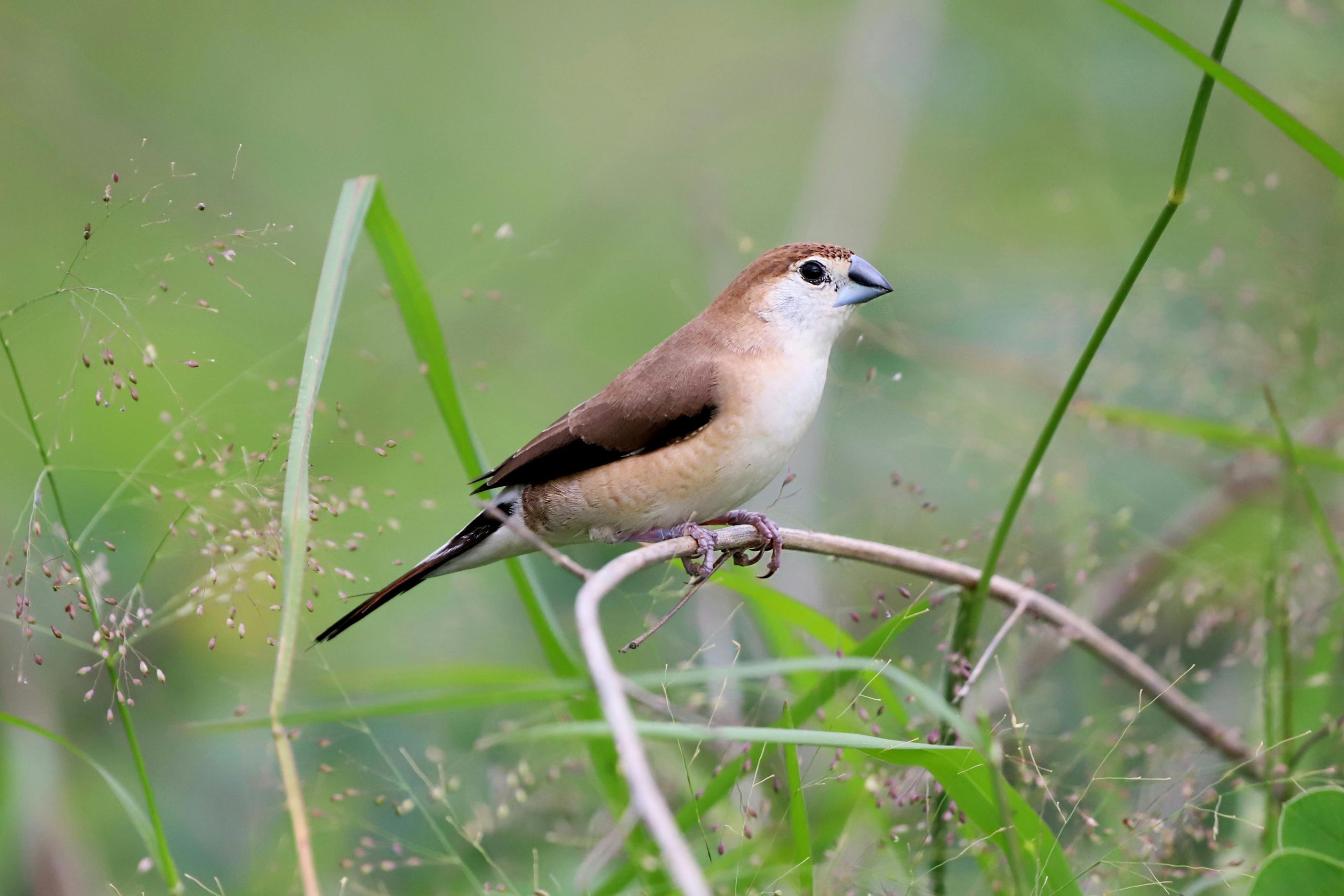 Rwanda Birding Tours