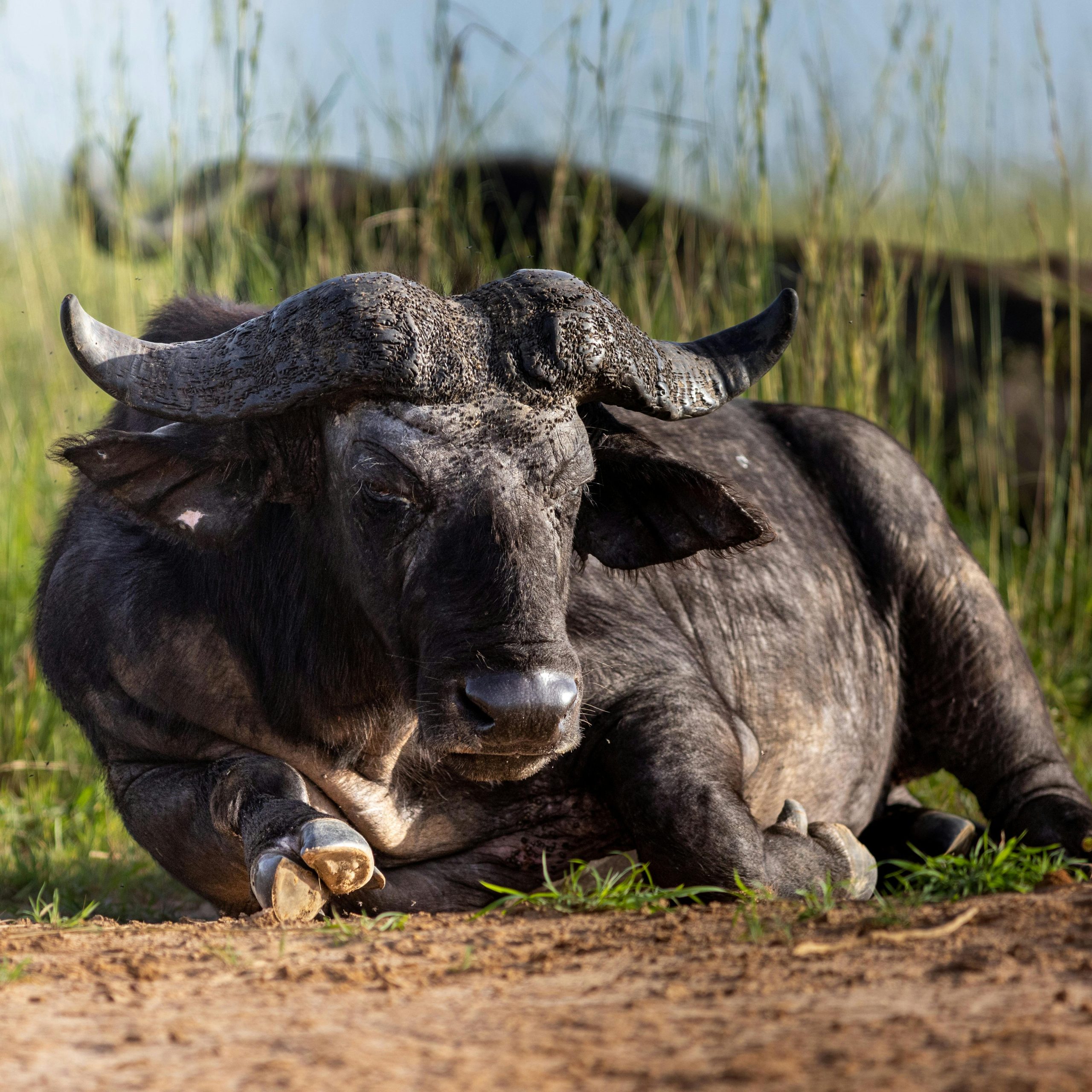 Safari in Uganda