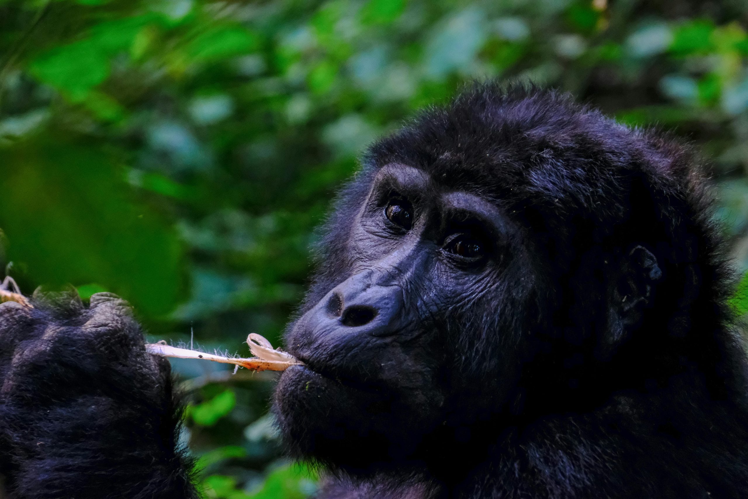 Where to See Mountain Gorillas