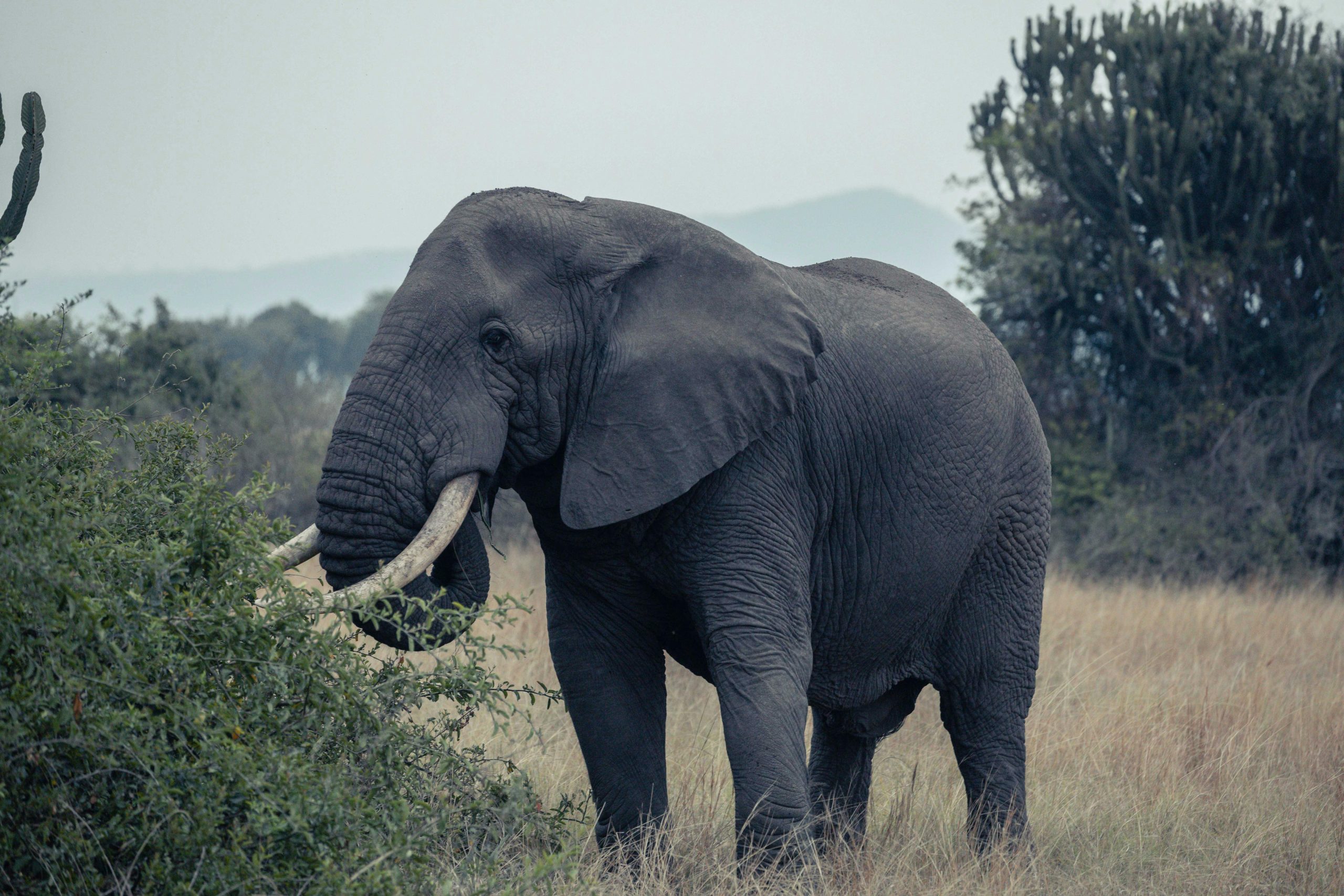How Many Days Are Needed for a Uganda Safari