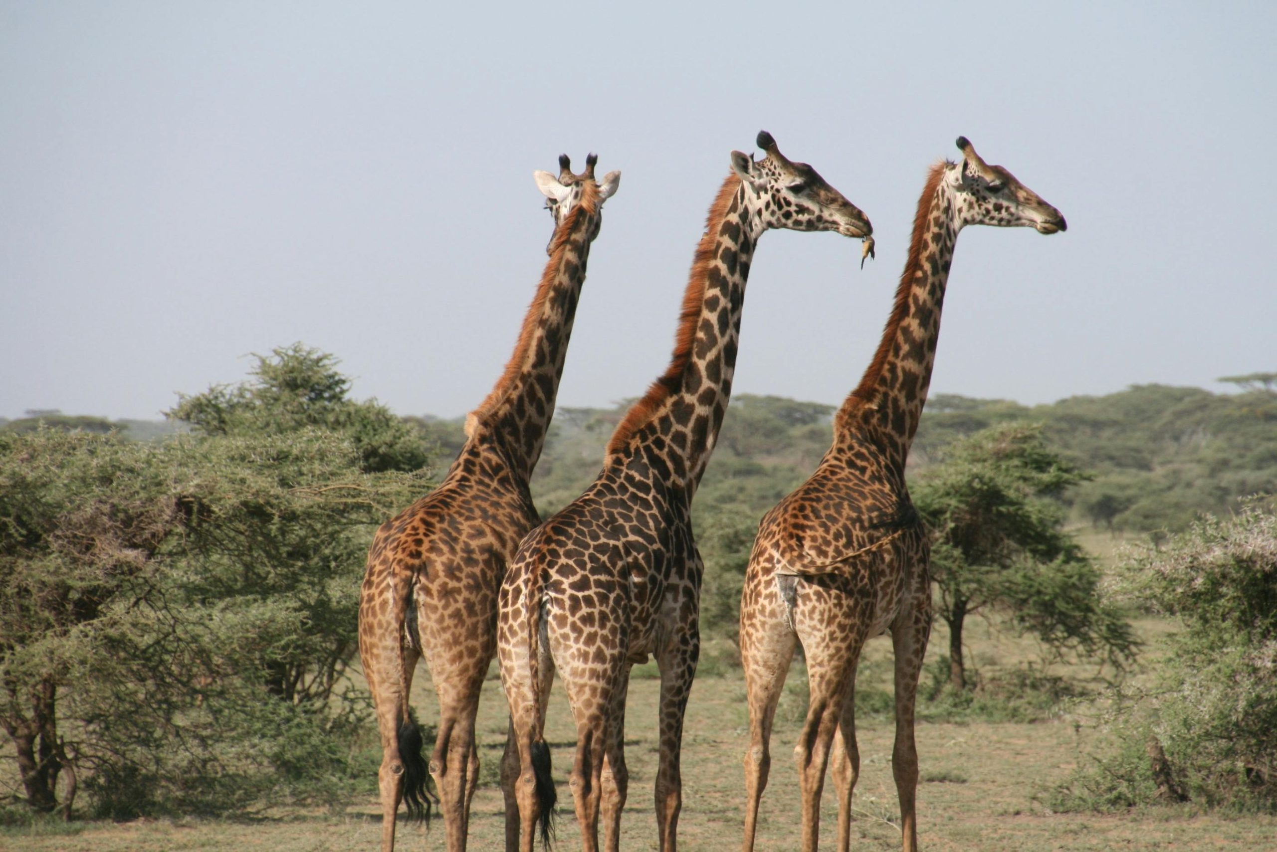 Planning a Safari in Kenya