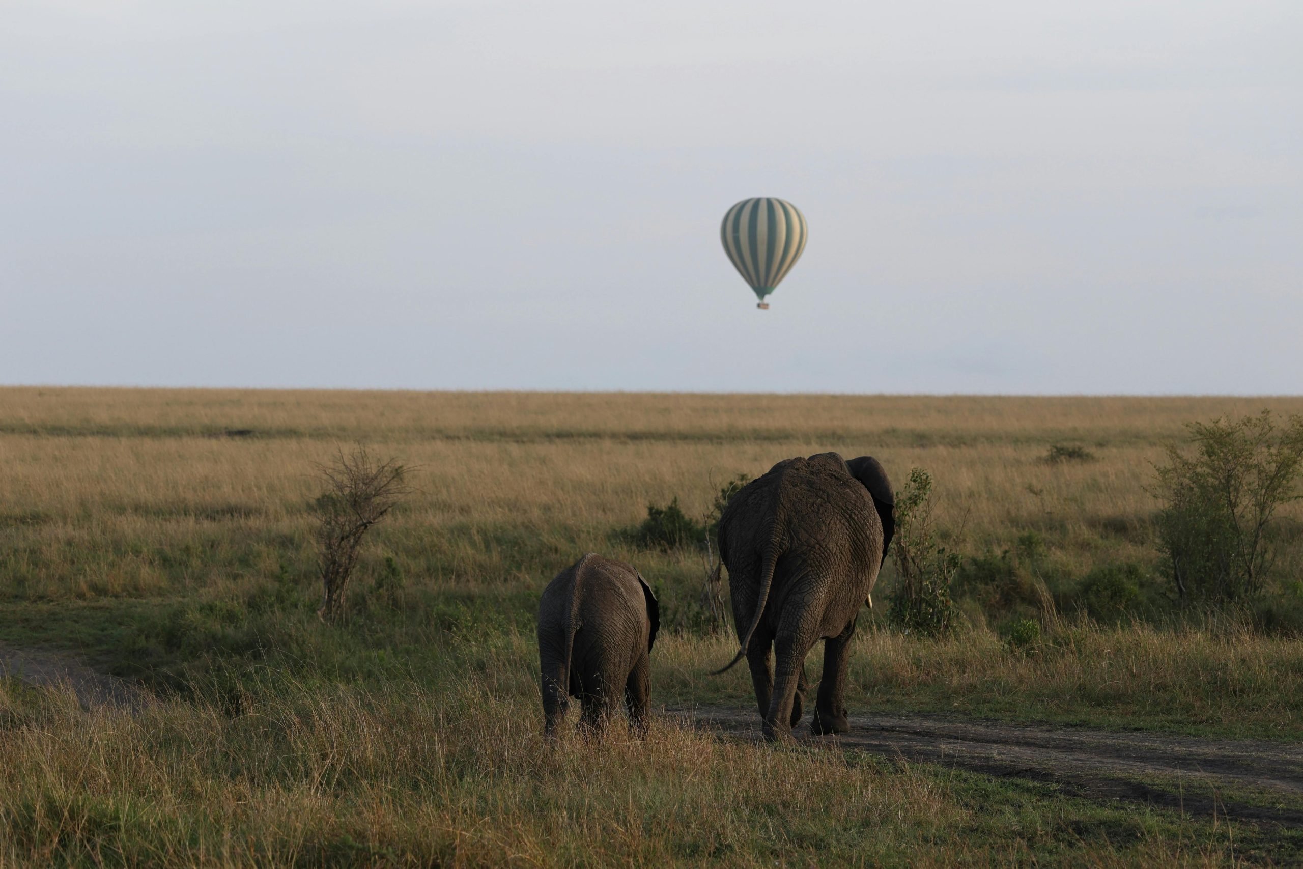 Balloon Safari in Serengeti National Park
