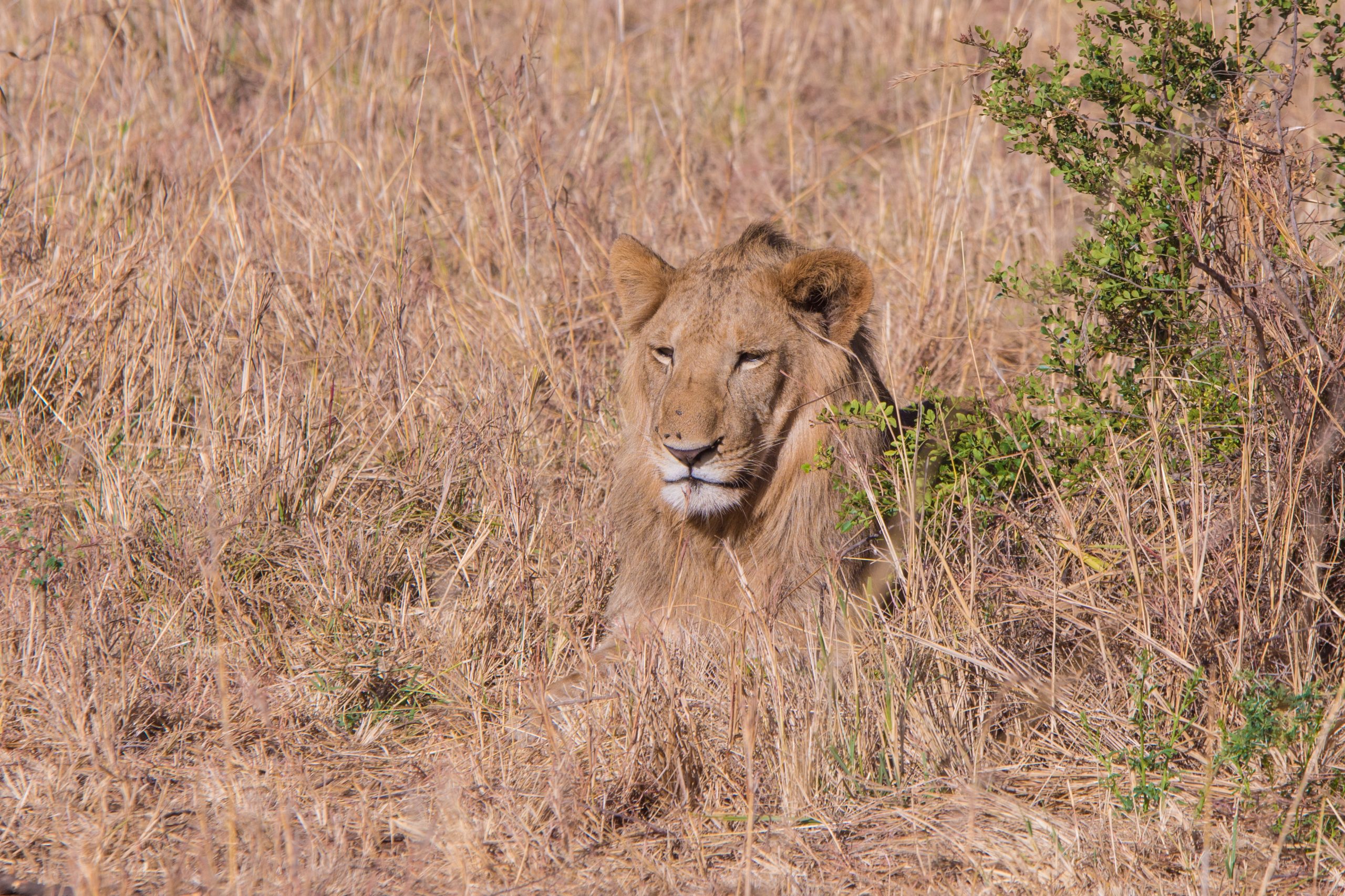 Wildlife Policy