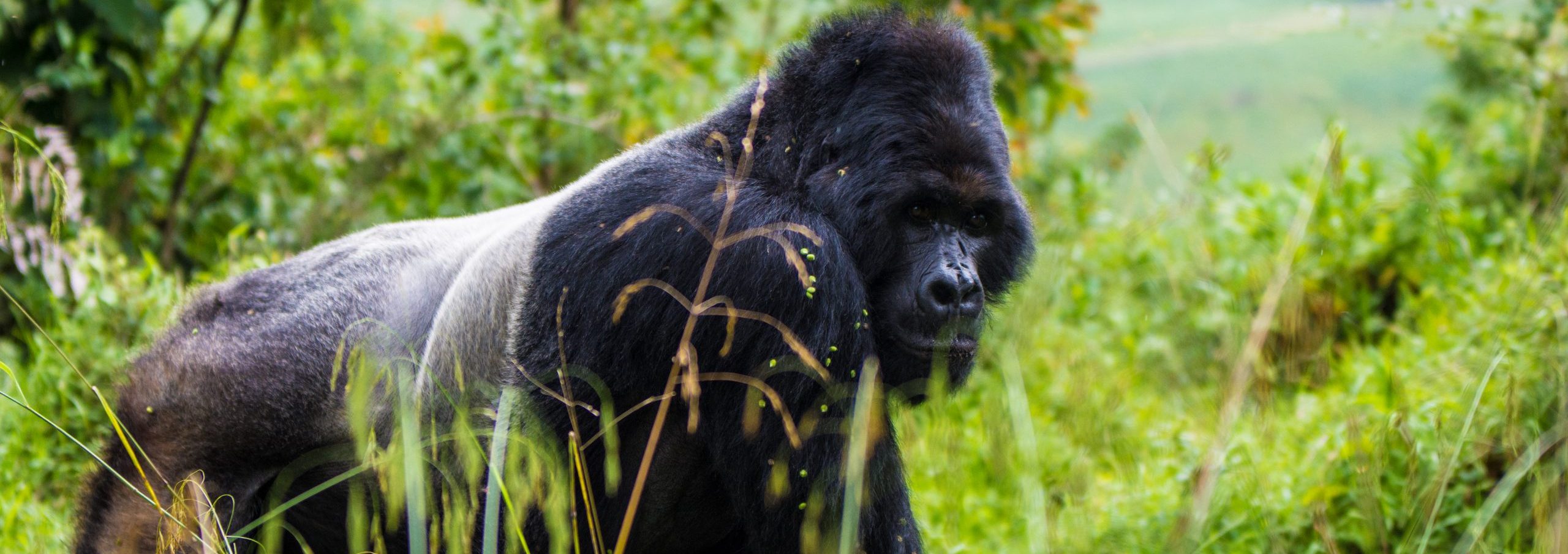 5 Days Gorilla Safari Rwanda Uganda
