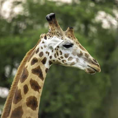 3 Days Safari to Pian Upe National Park and Sipi Falls