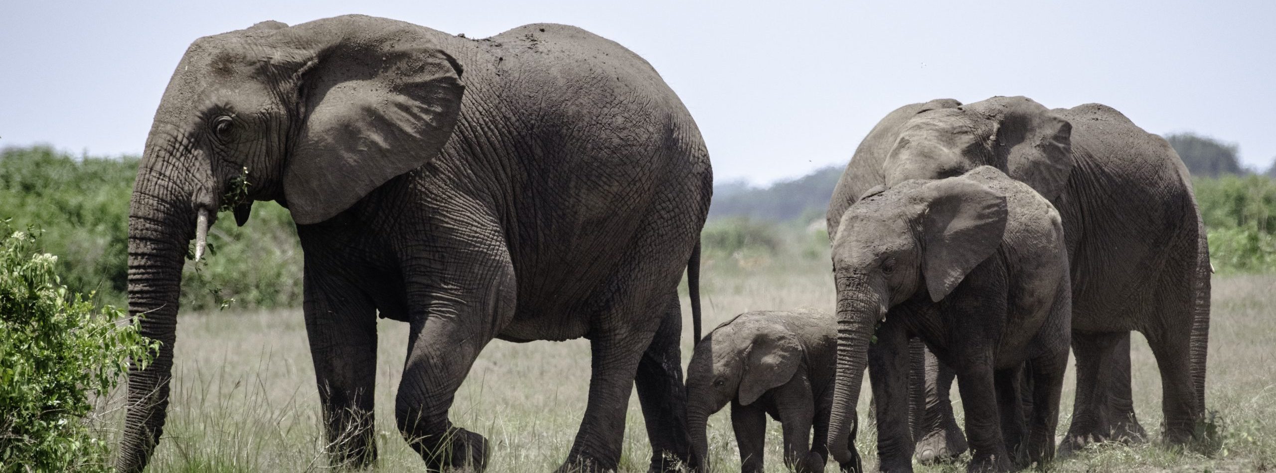 5 Days Gorilla Safari Rwanda Uganda