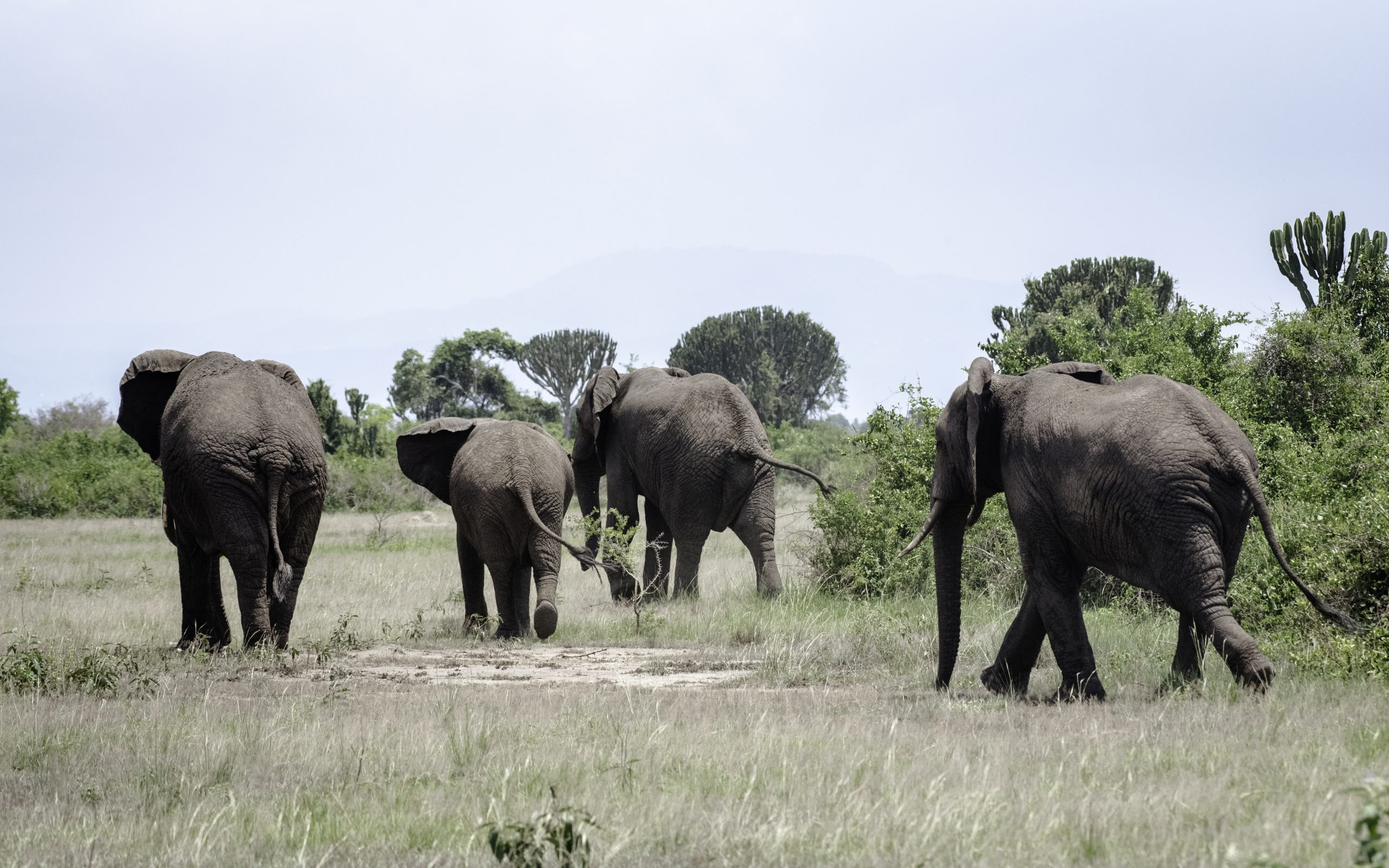 Uganda Elephant Safaris