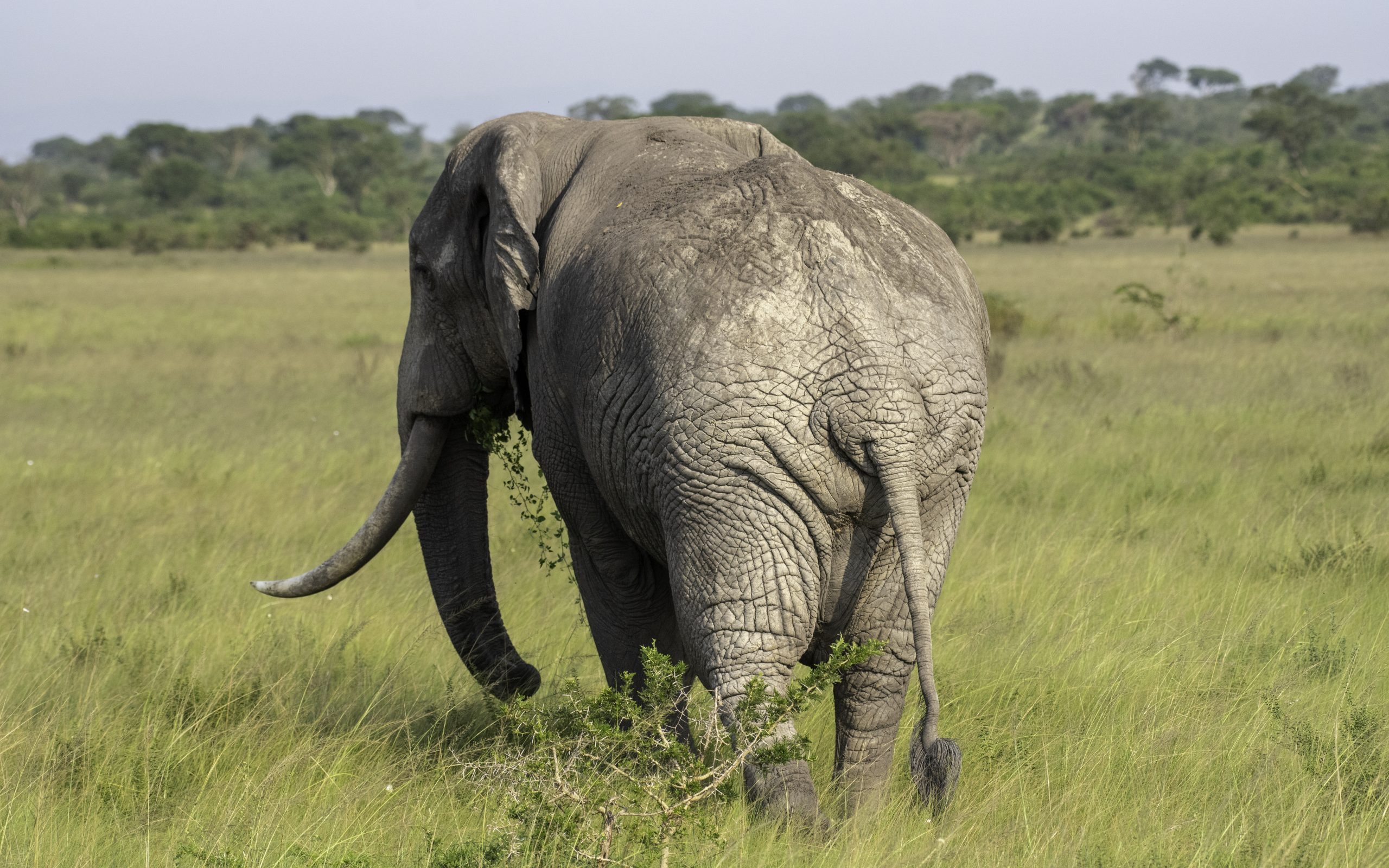 Elephant Safaris