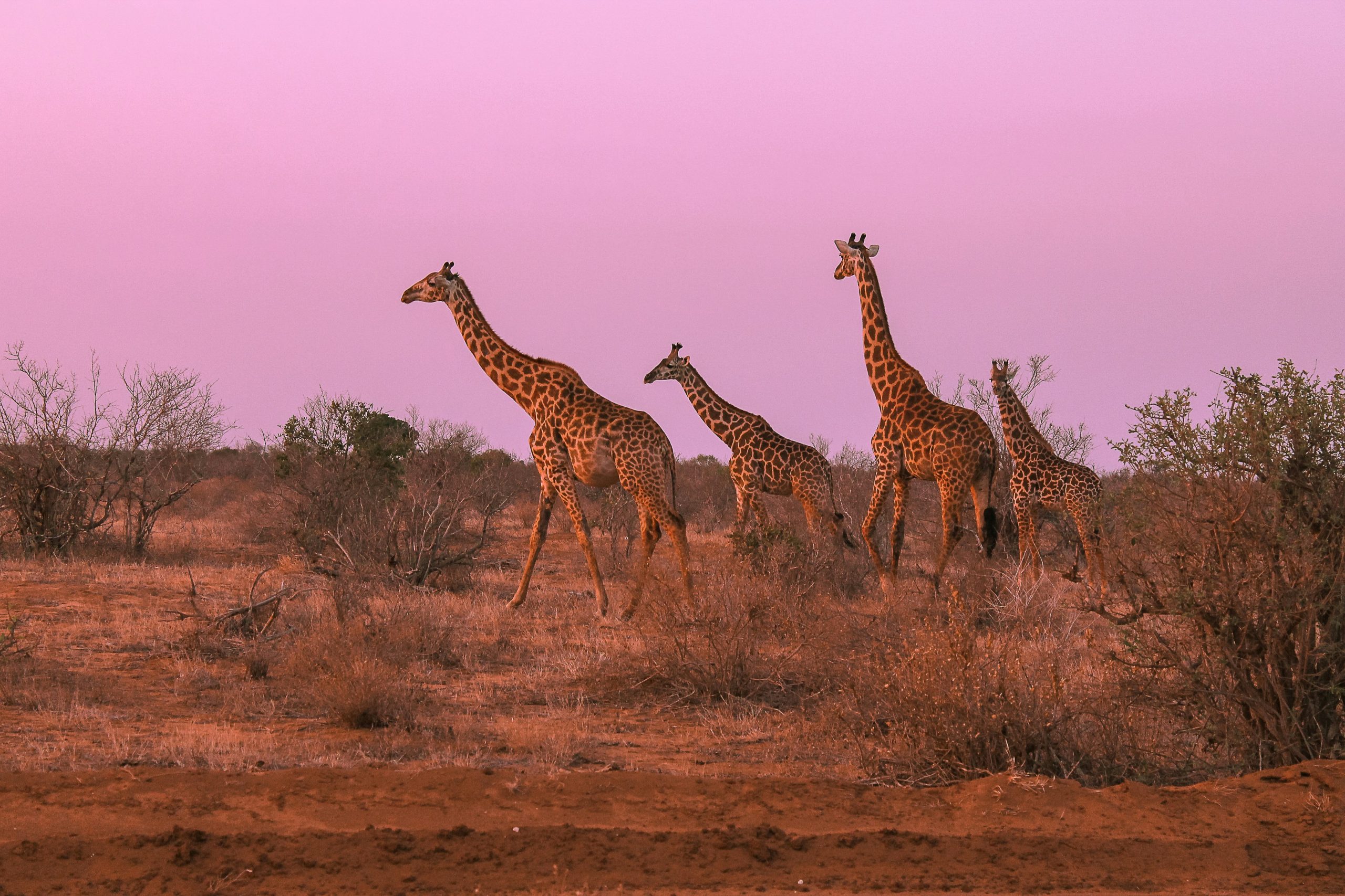 Photography Safari in Kenya