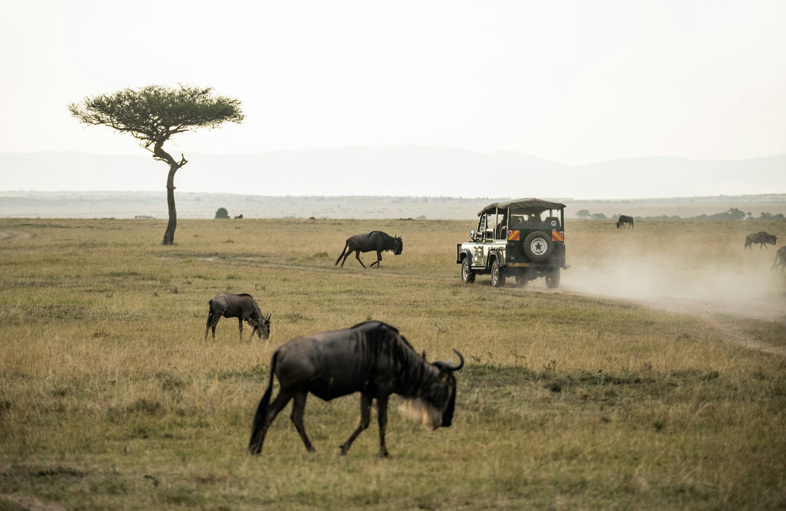 Safari in Kenya