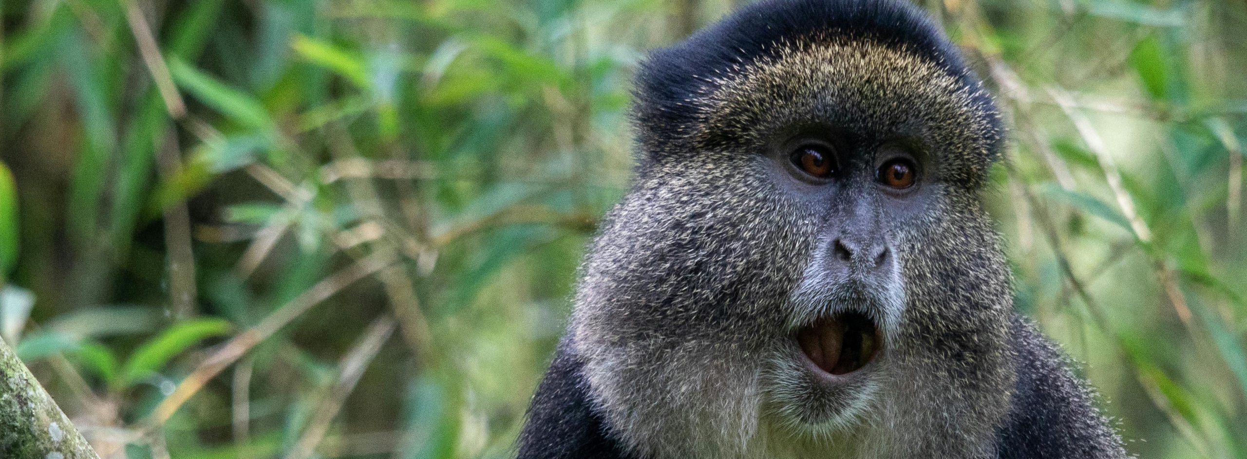 5 Days Gorilla Safari Rwanda Uganda