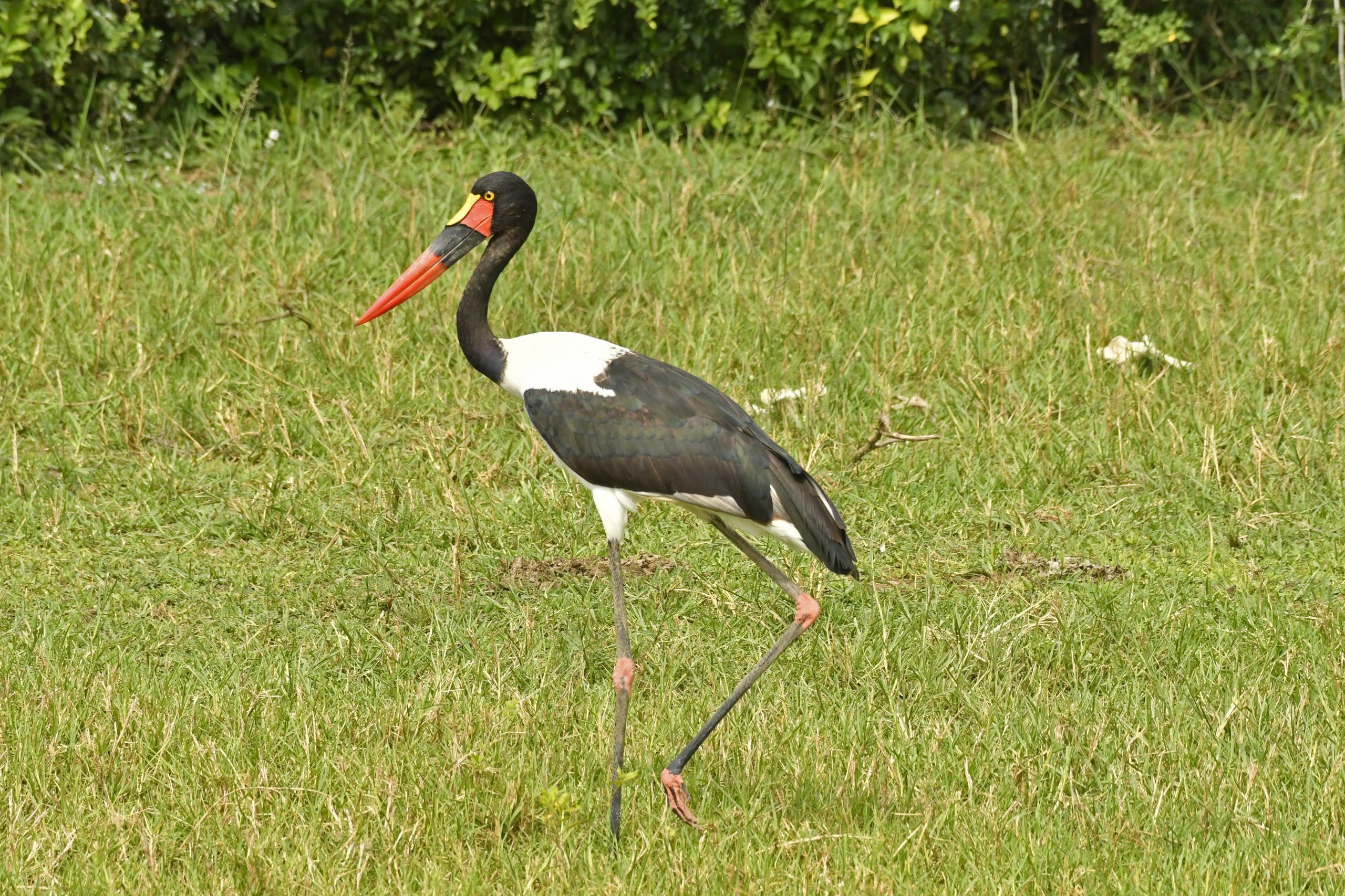 Birdwatching Safaris in Uganda