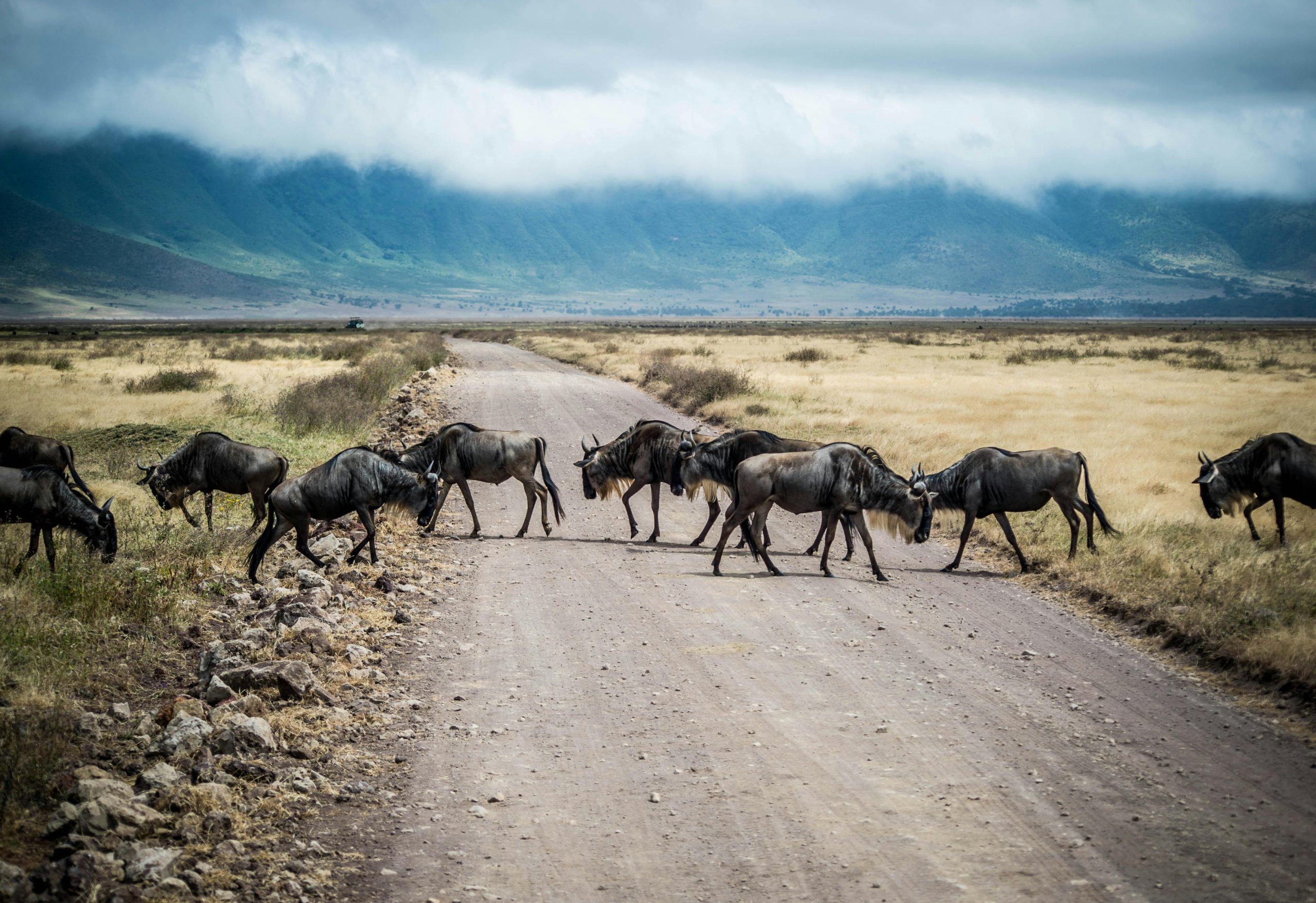 The Great Migration Safari
