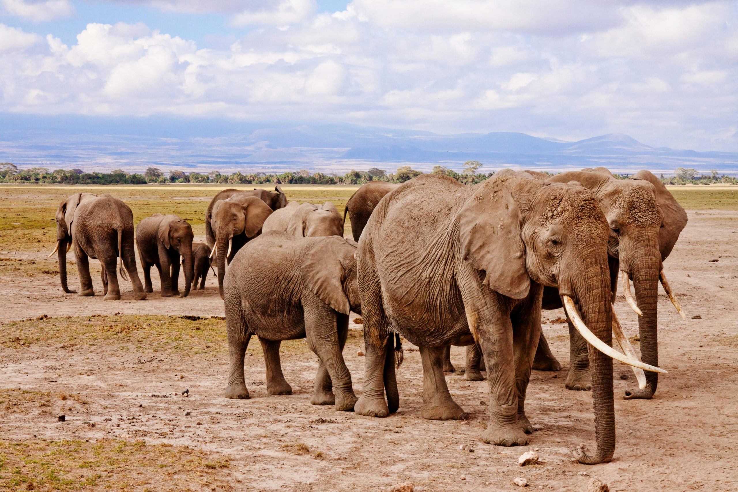 Elephant Tusks