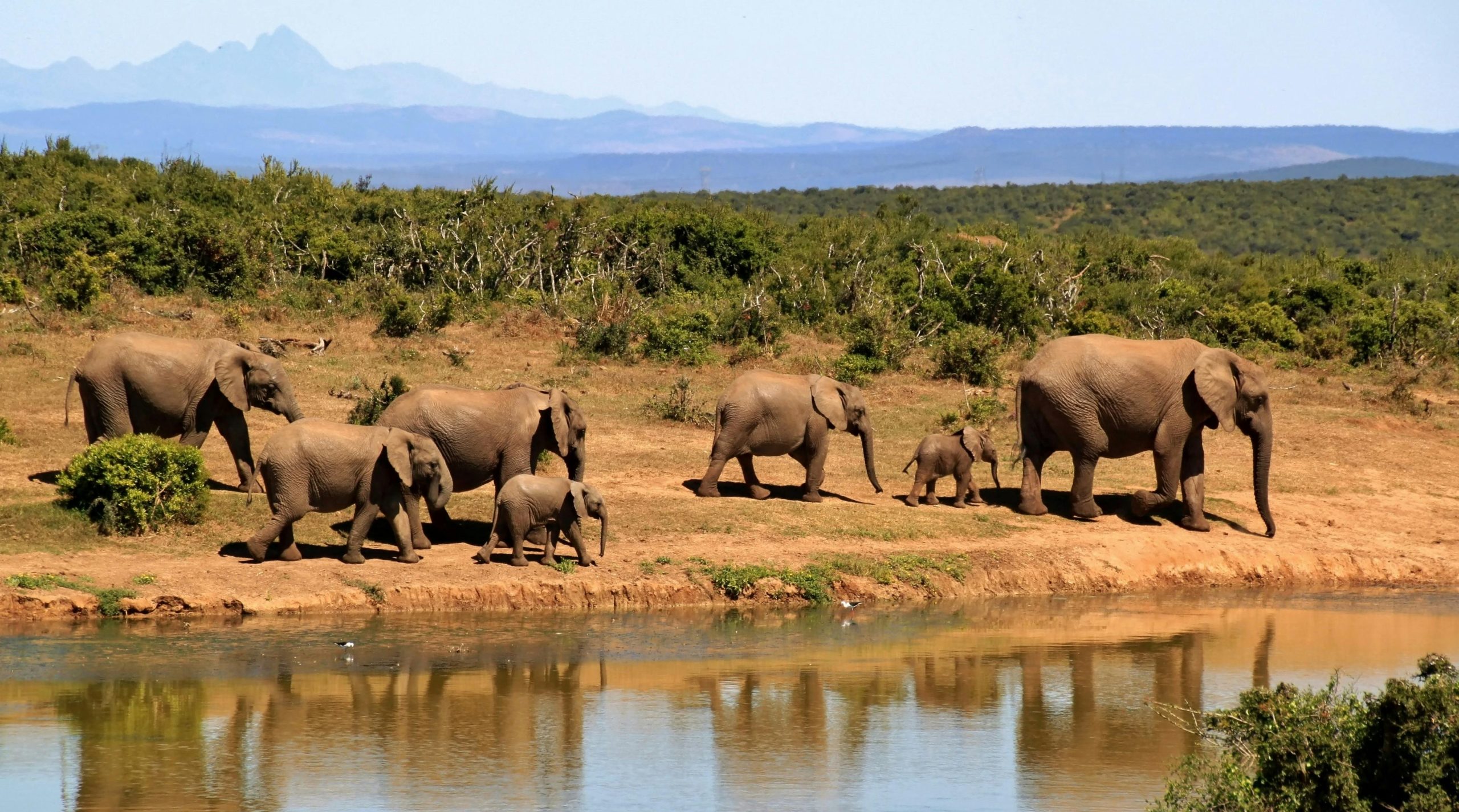 Elephant Intelligence