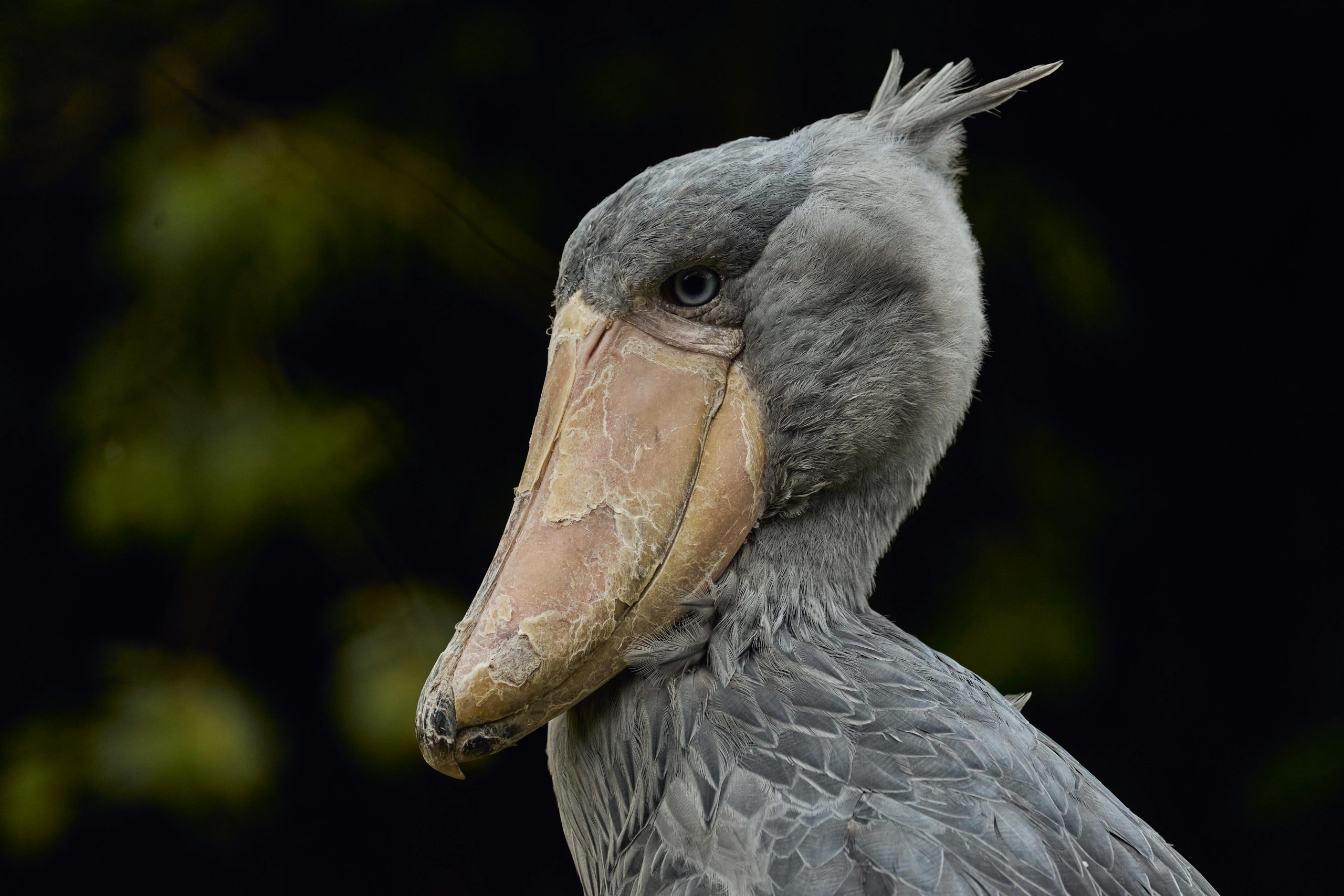 Mabamba Swamp Shoebill Safari