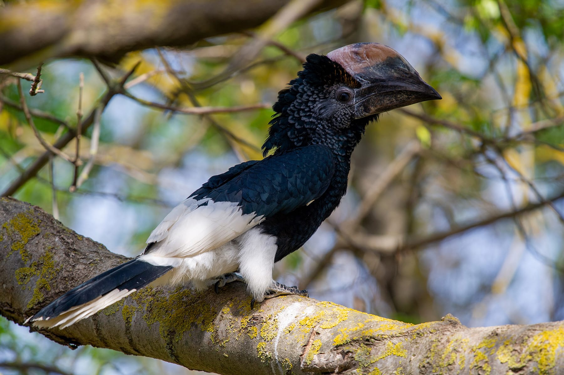 Black-and-White-Casqued Hornbill