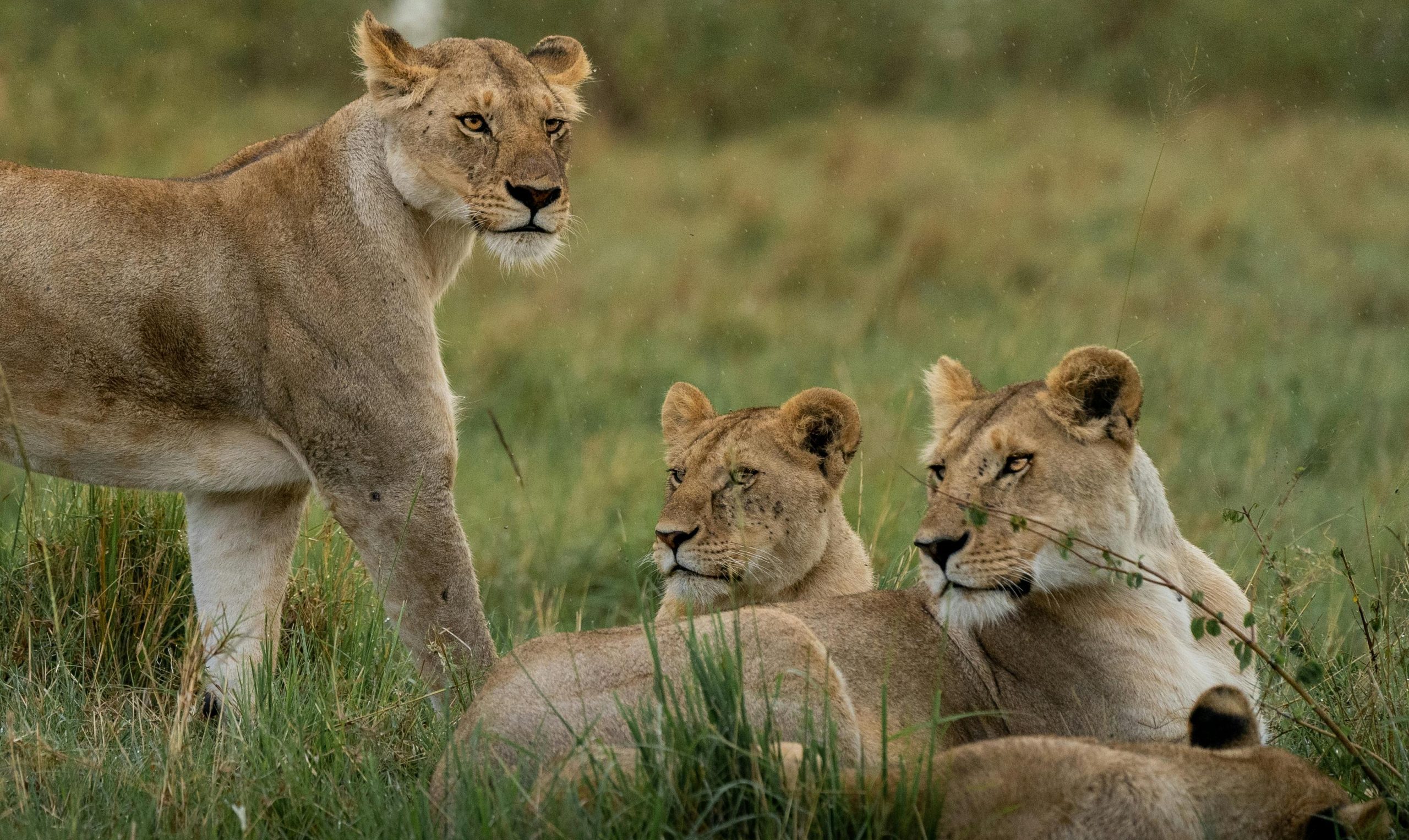 Lion Diet