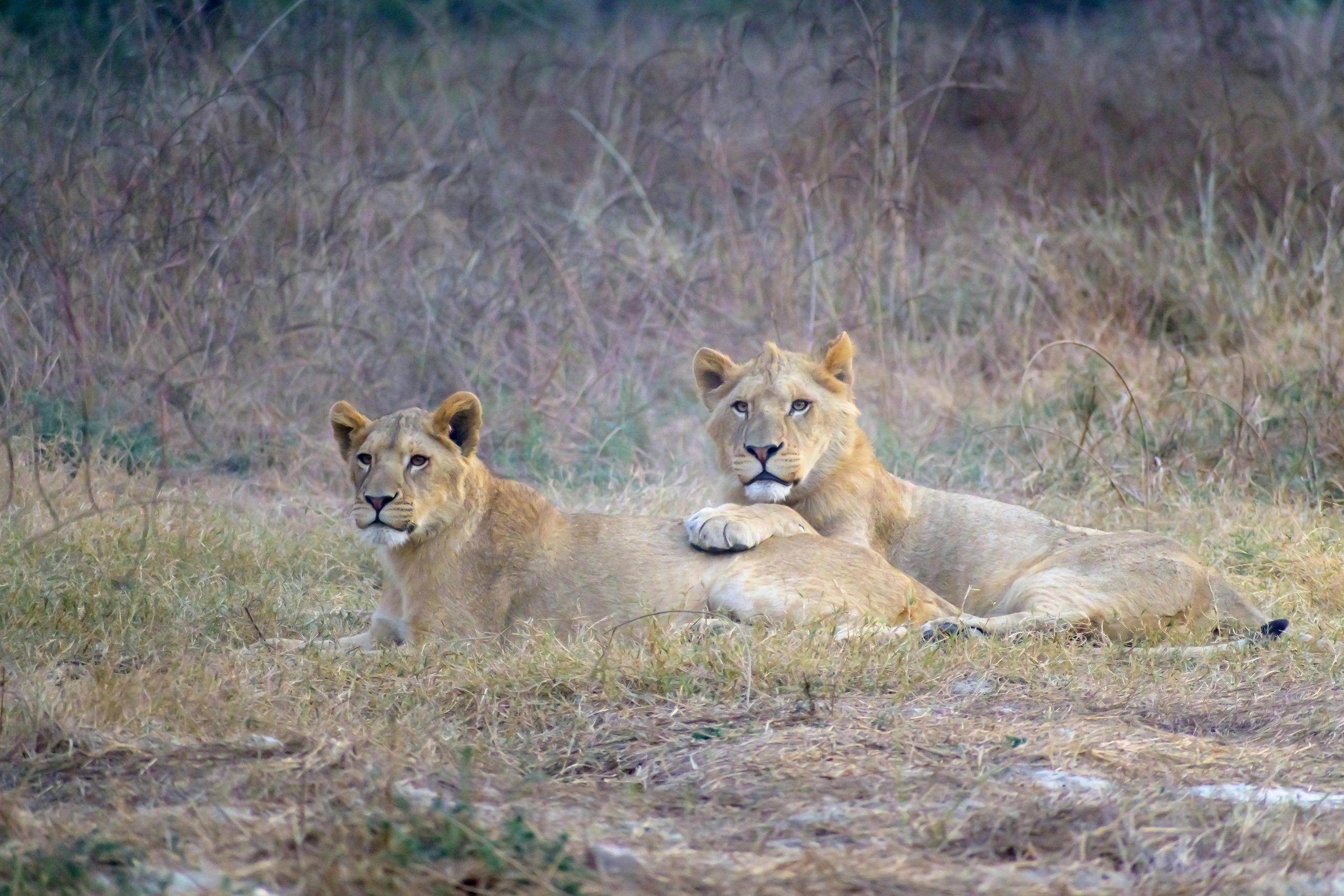 Lion Lifespan