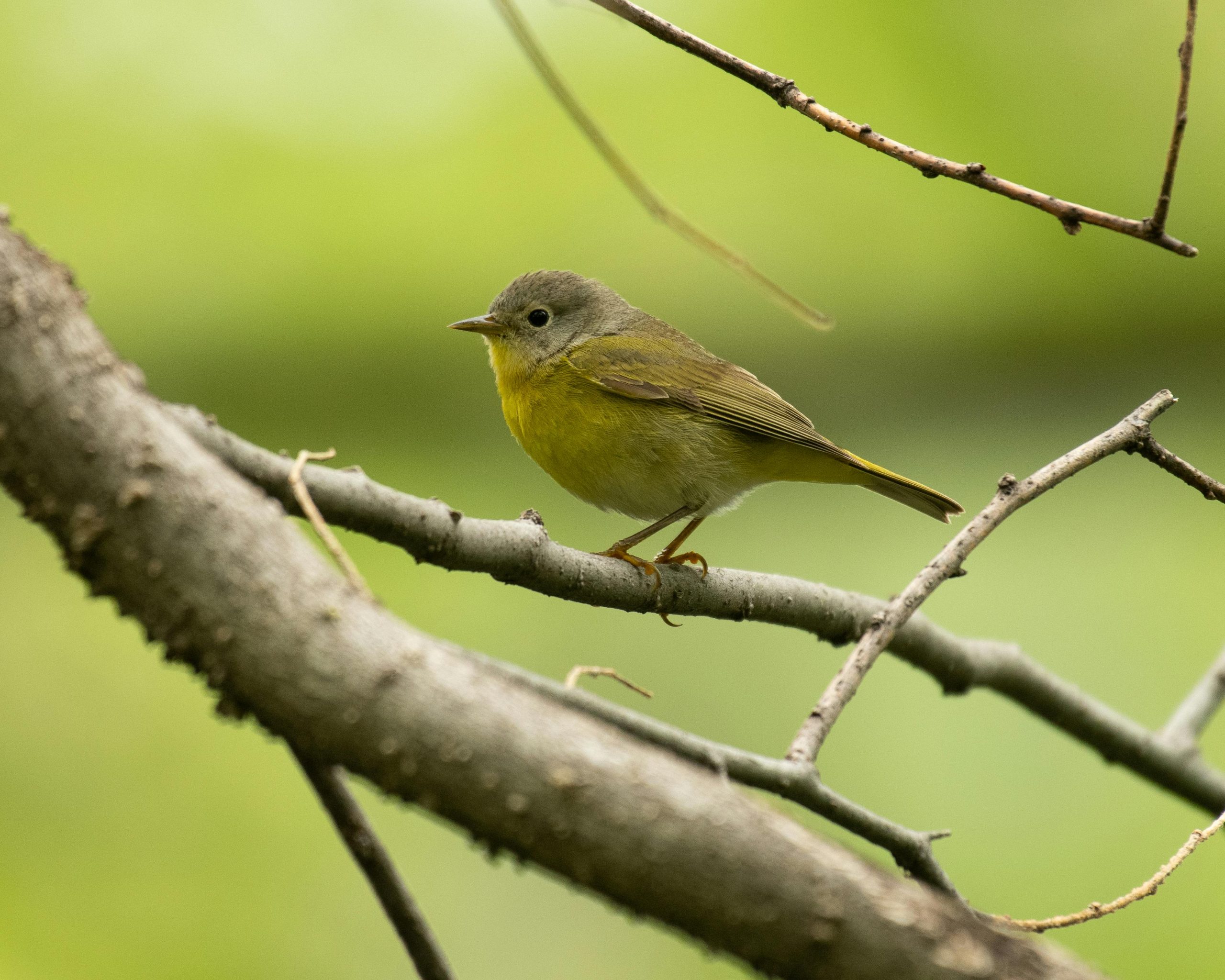 Papyrus Yellow Warbler