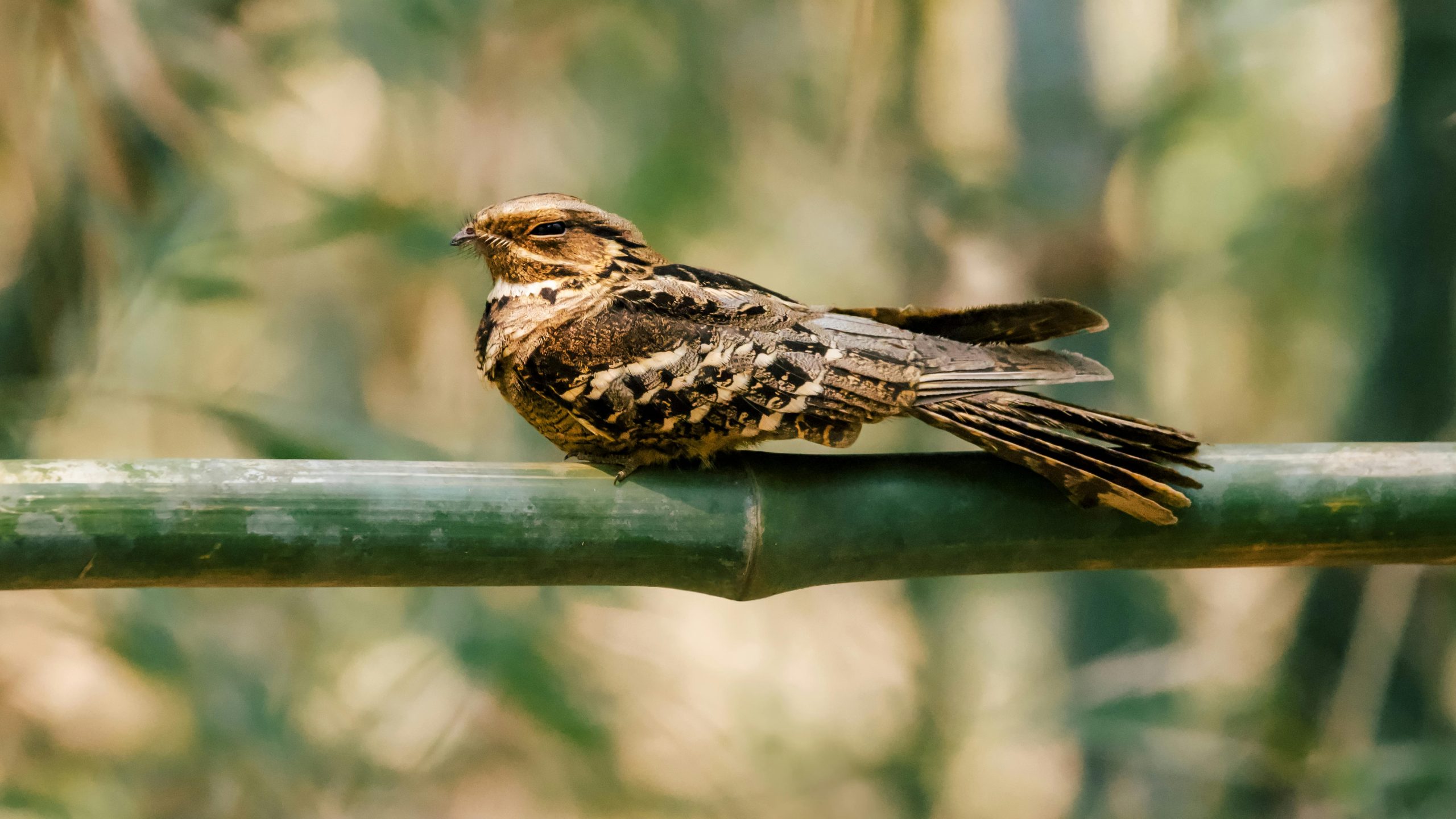 Standard-Winged Nightjar