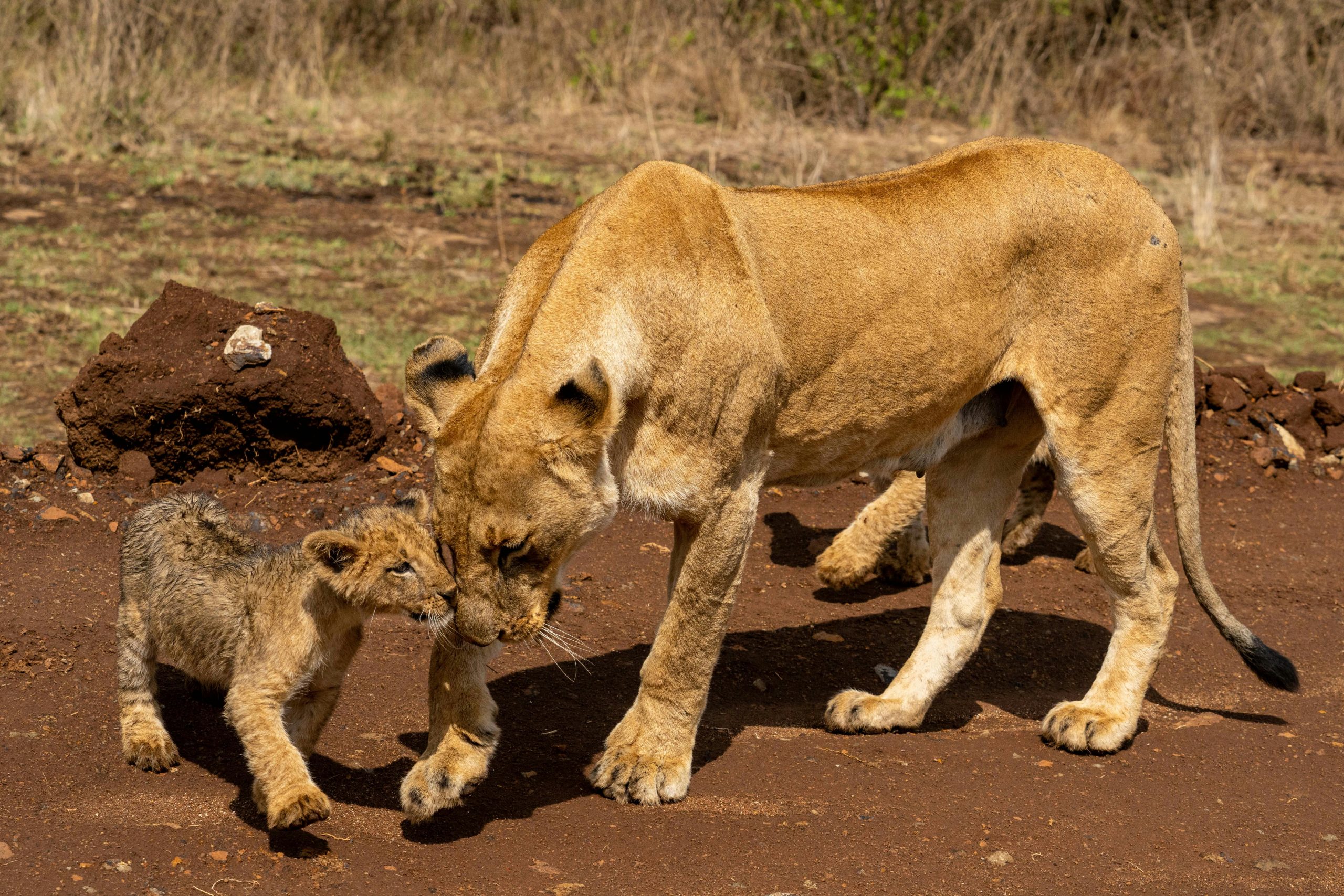 Facts About Lions