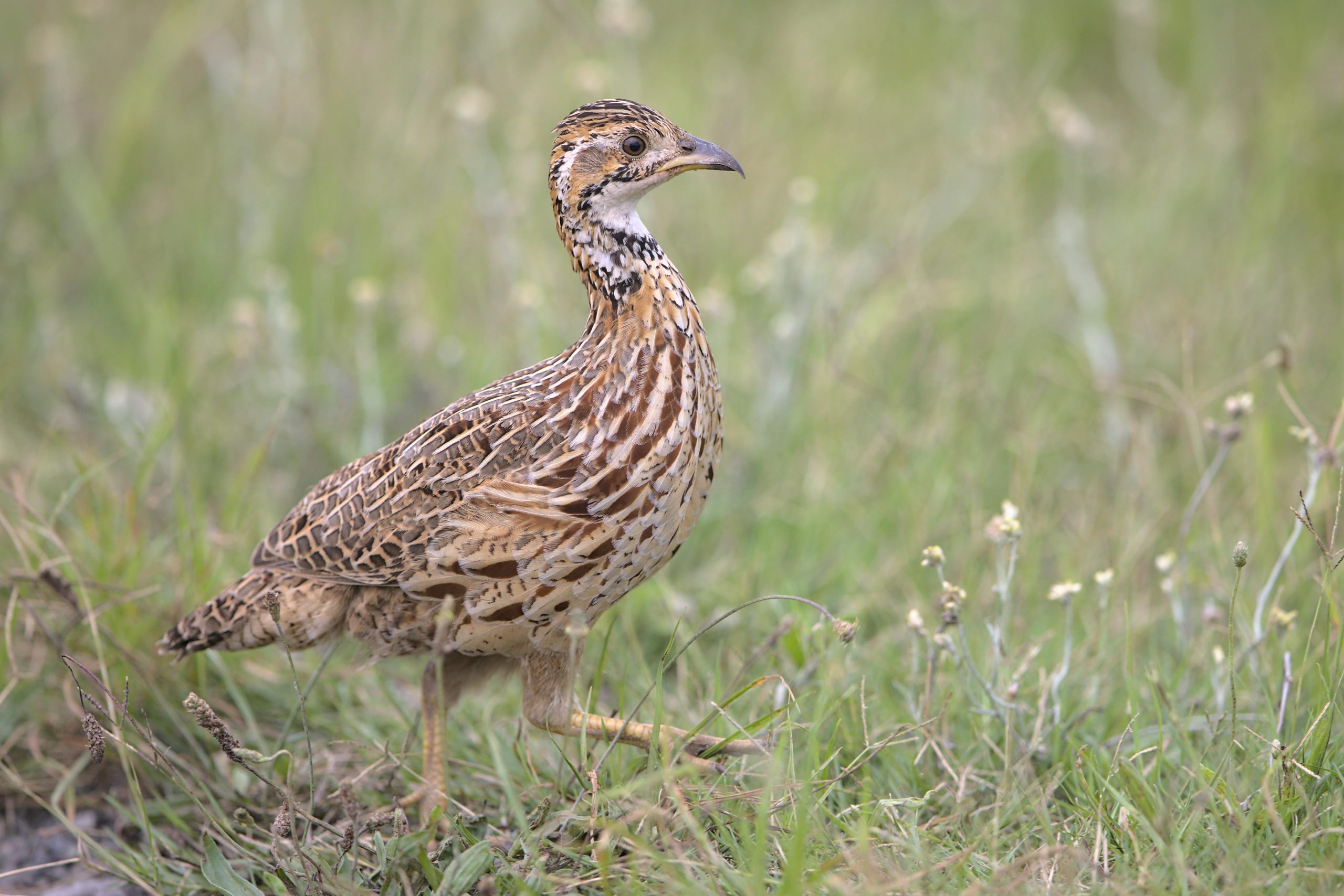Jackson's Francolin