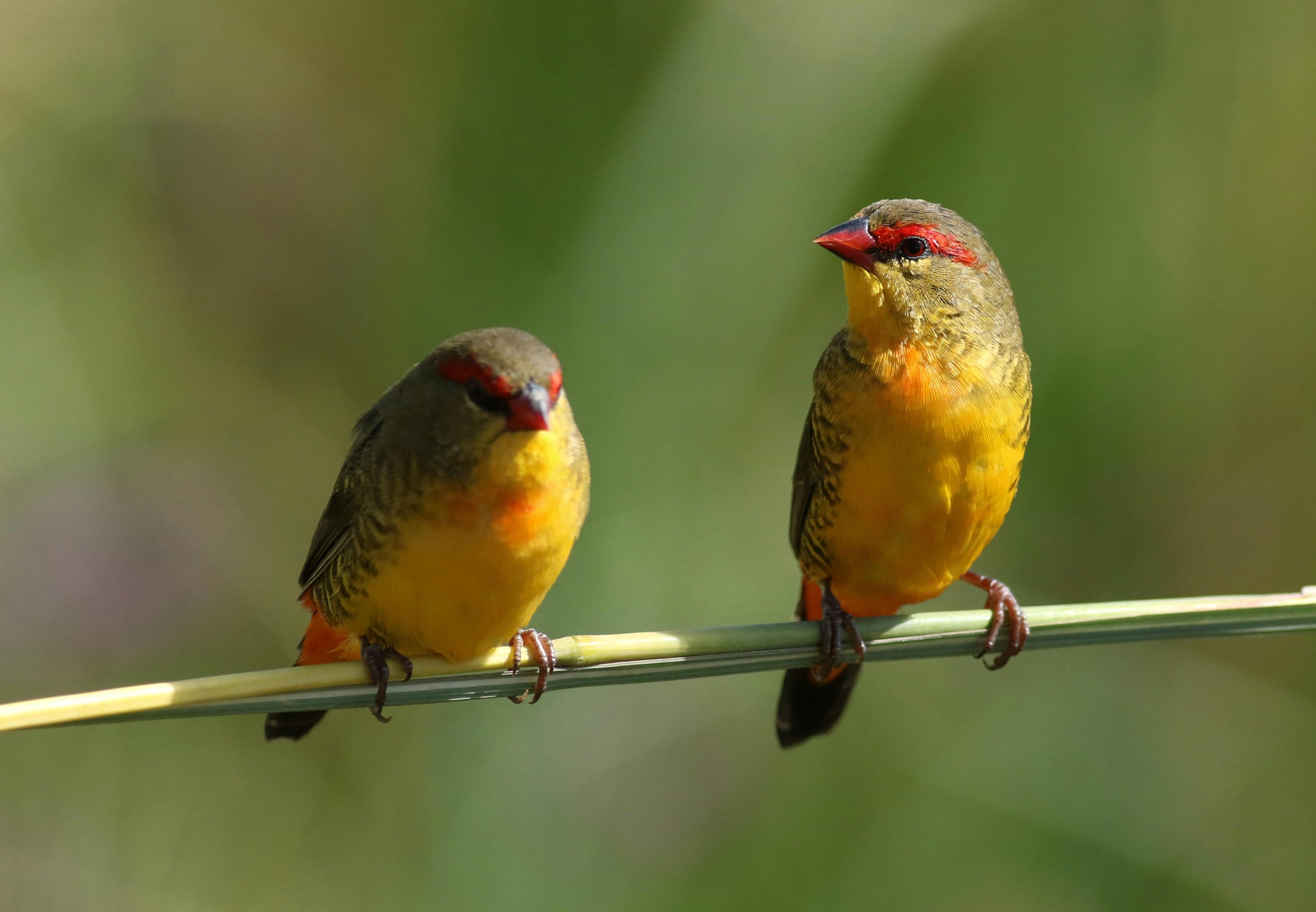 Orange-breasted Waxbill