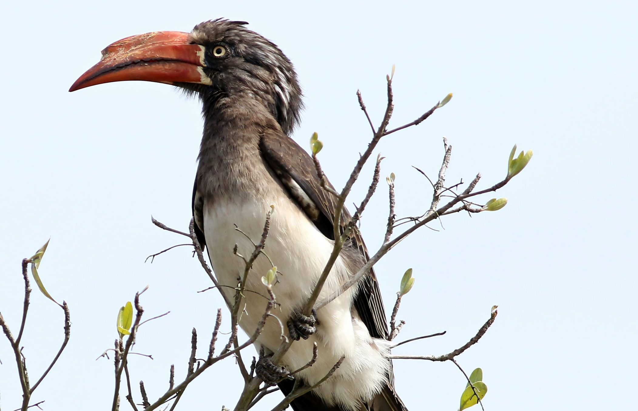 Crowned Hornbill